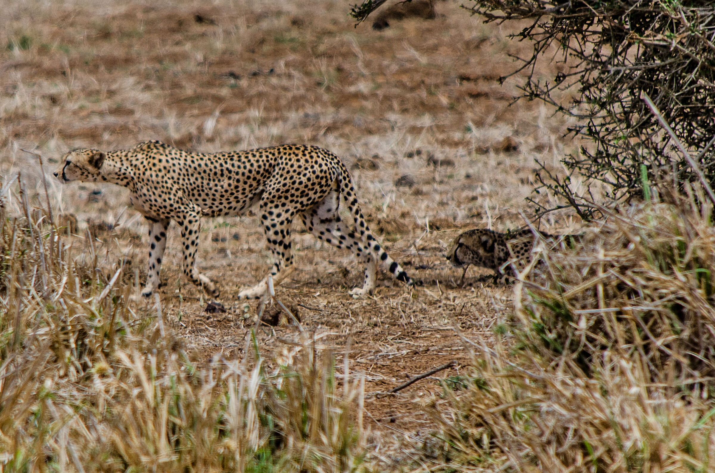 Cheetahs lurking