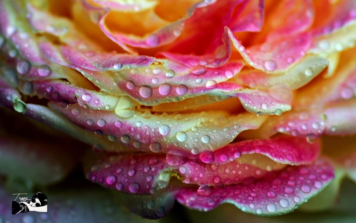 My favorite flower