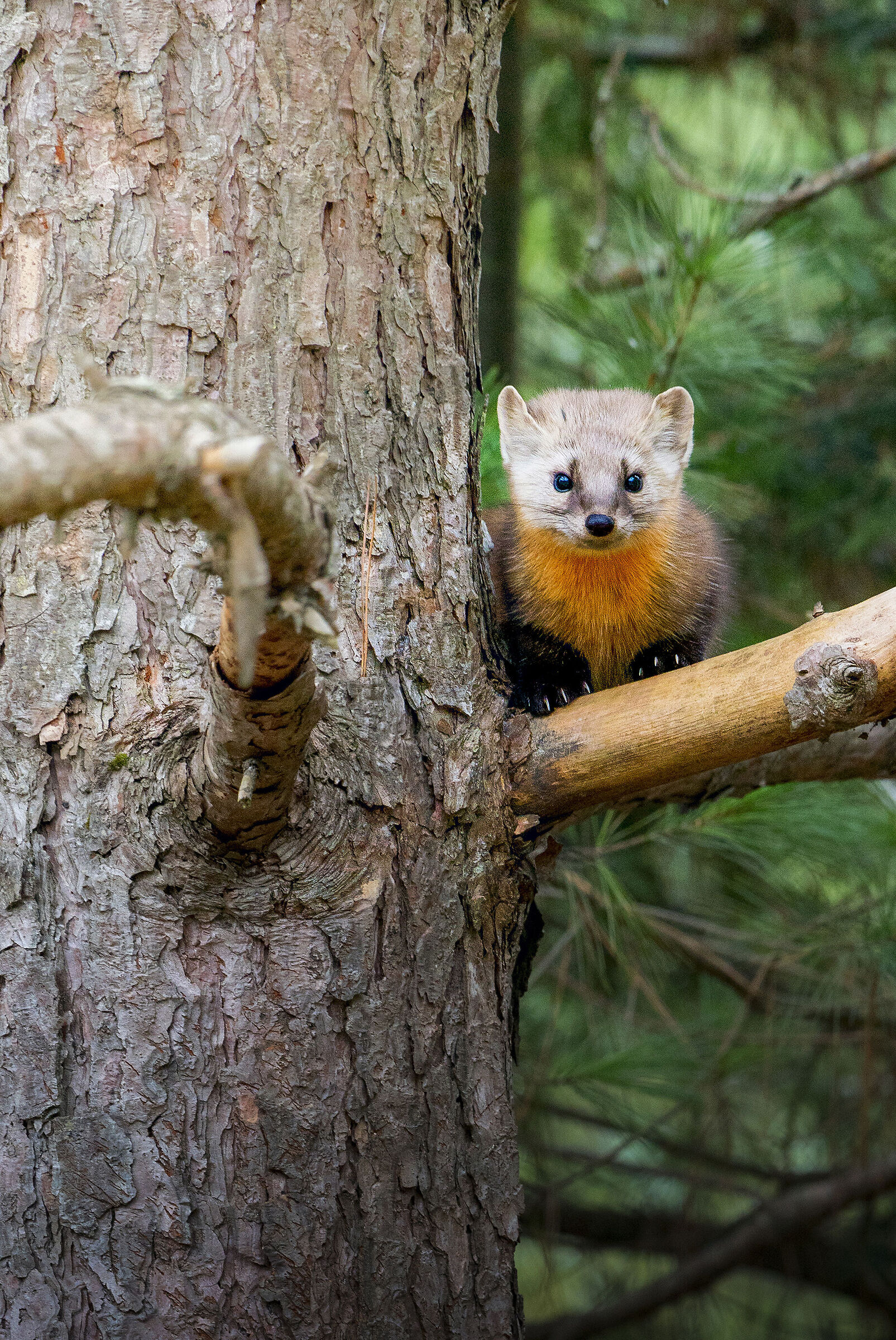 American Marten
