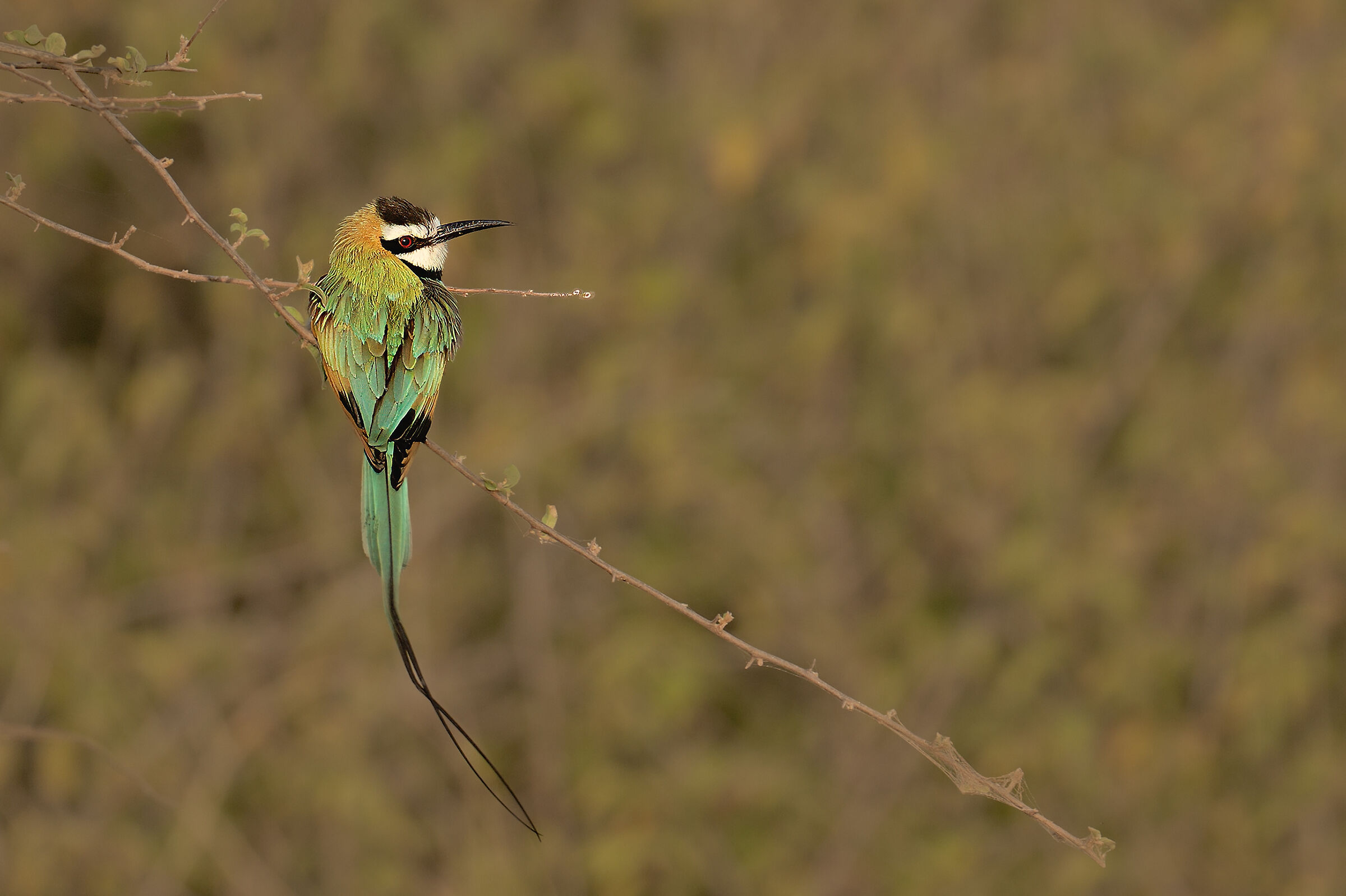 White-throated bee-eater