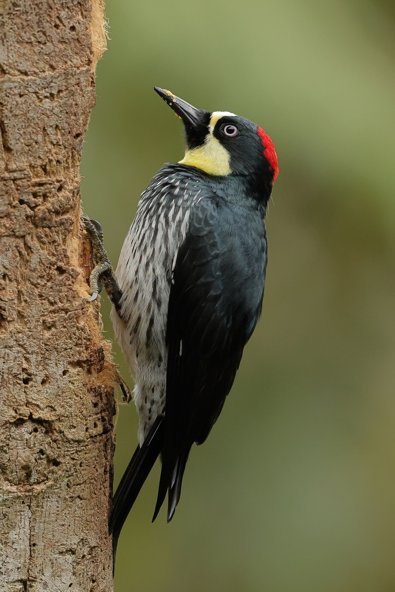 Acorn Woodpecker