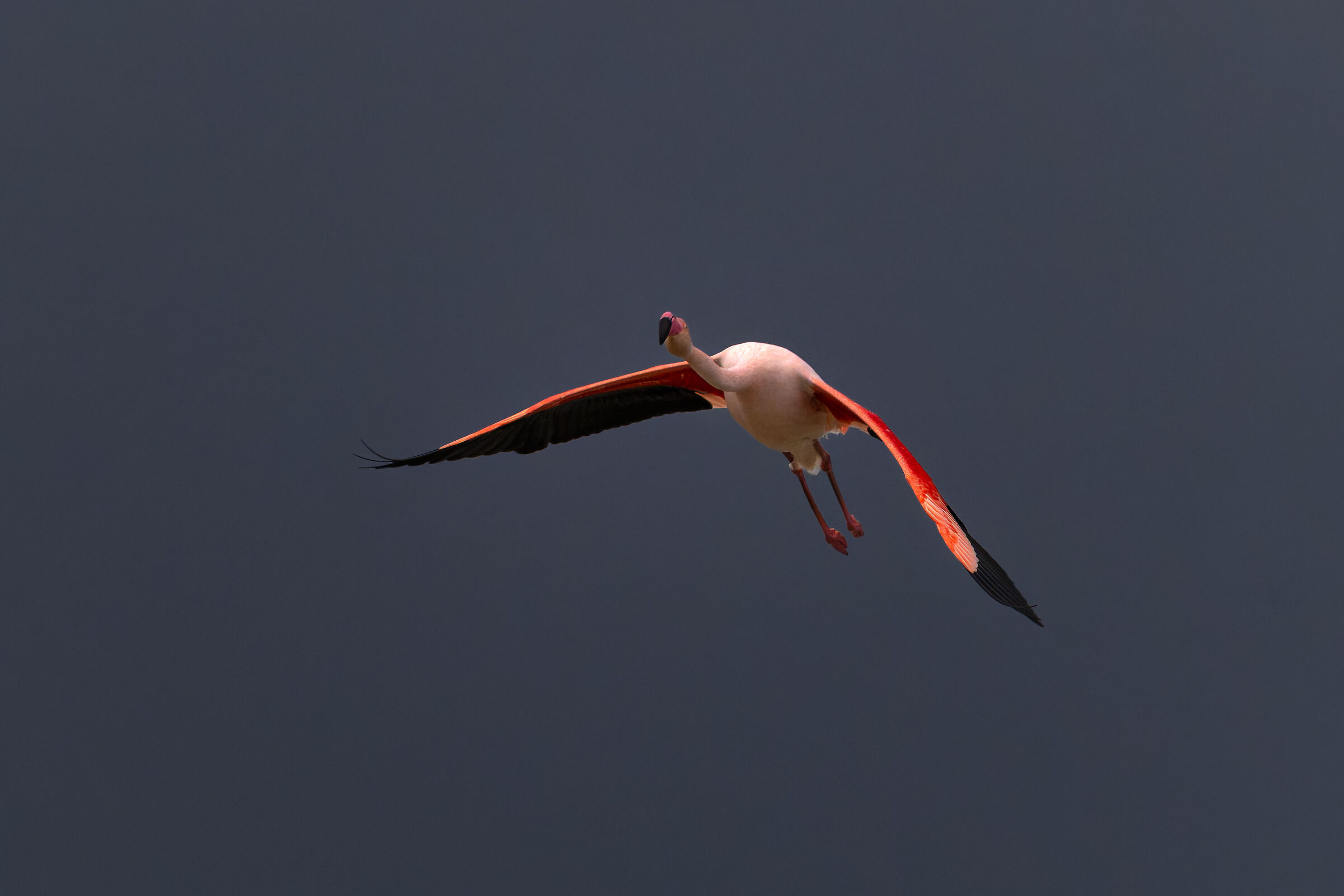 Pink Flamingo - Sardinia