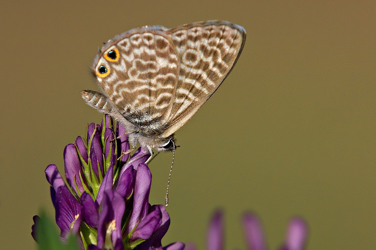 Leptotes pirithous
