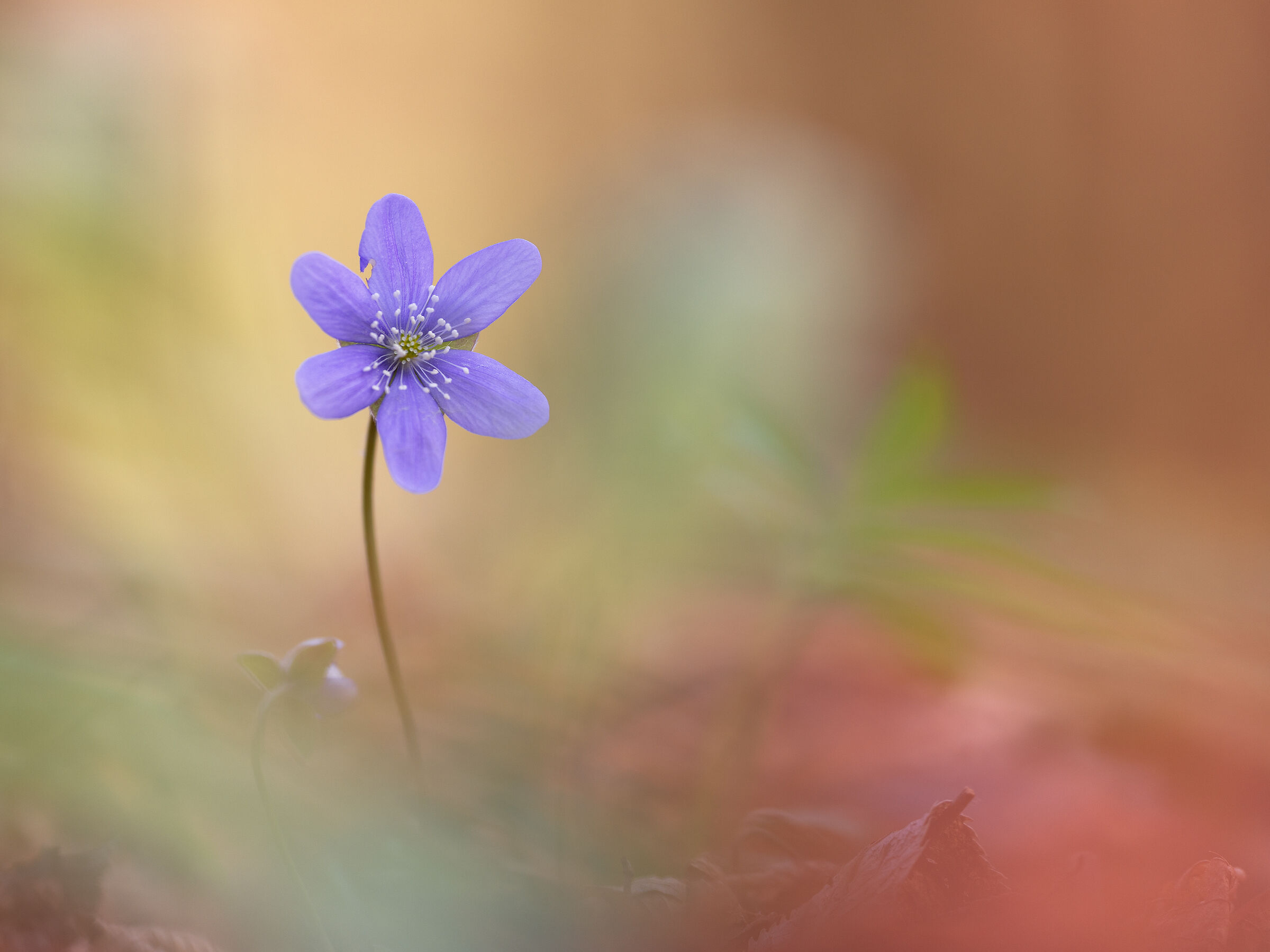 Hepatica nobilis
