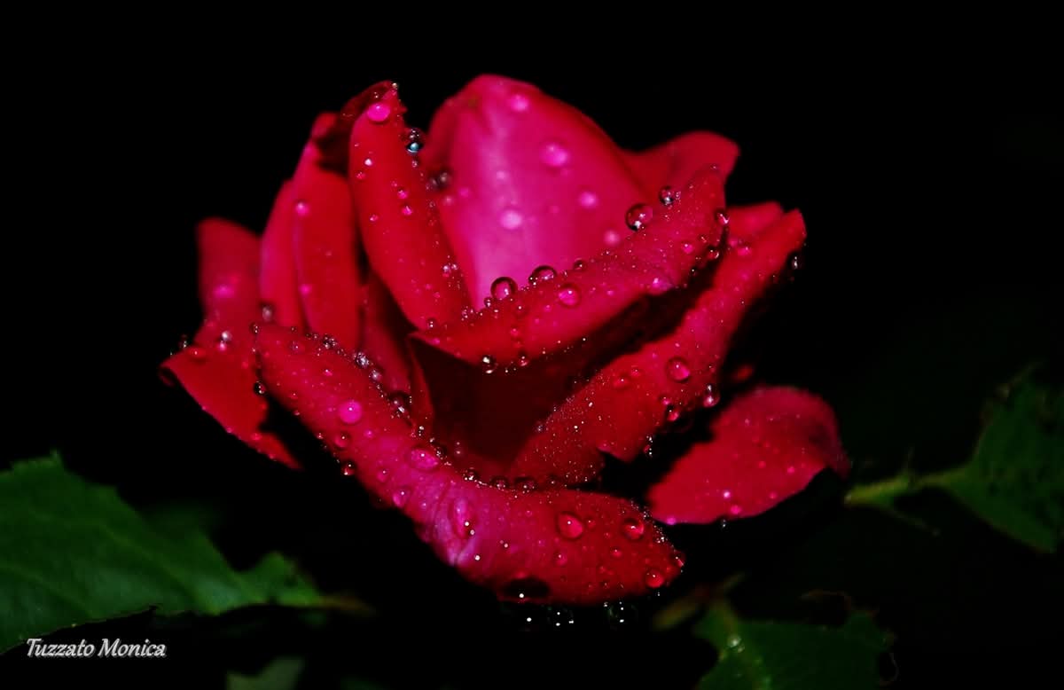 My favorite flower, roses