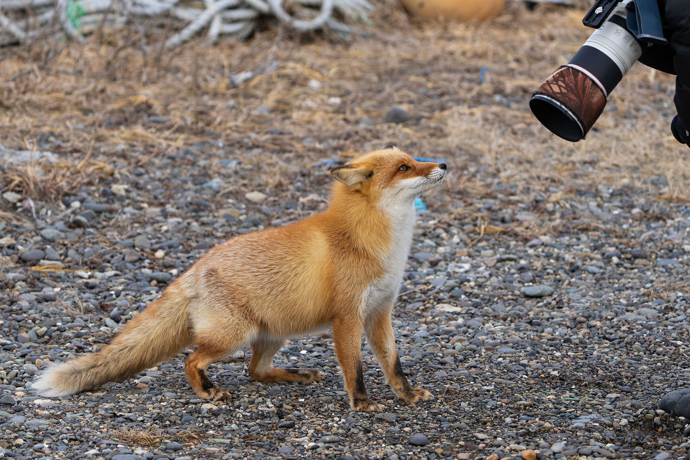 The fox and the photographer