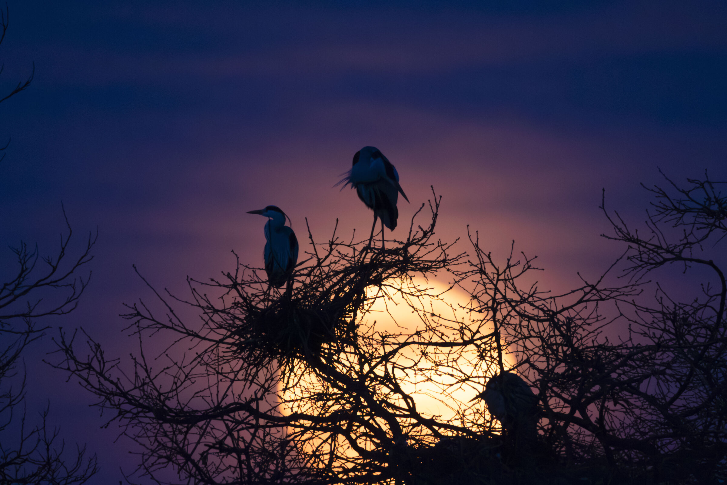 Grey herons with moon