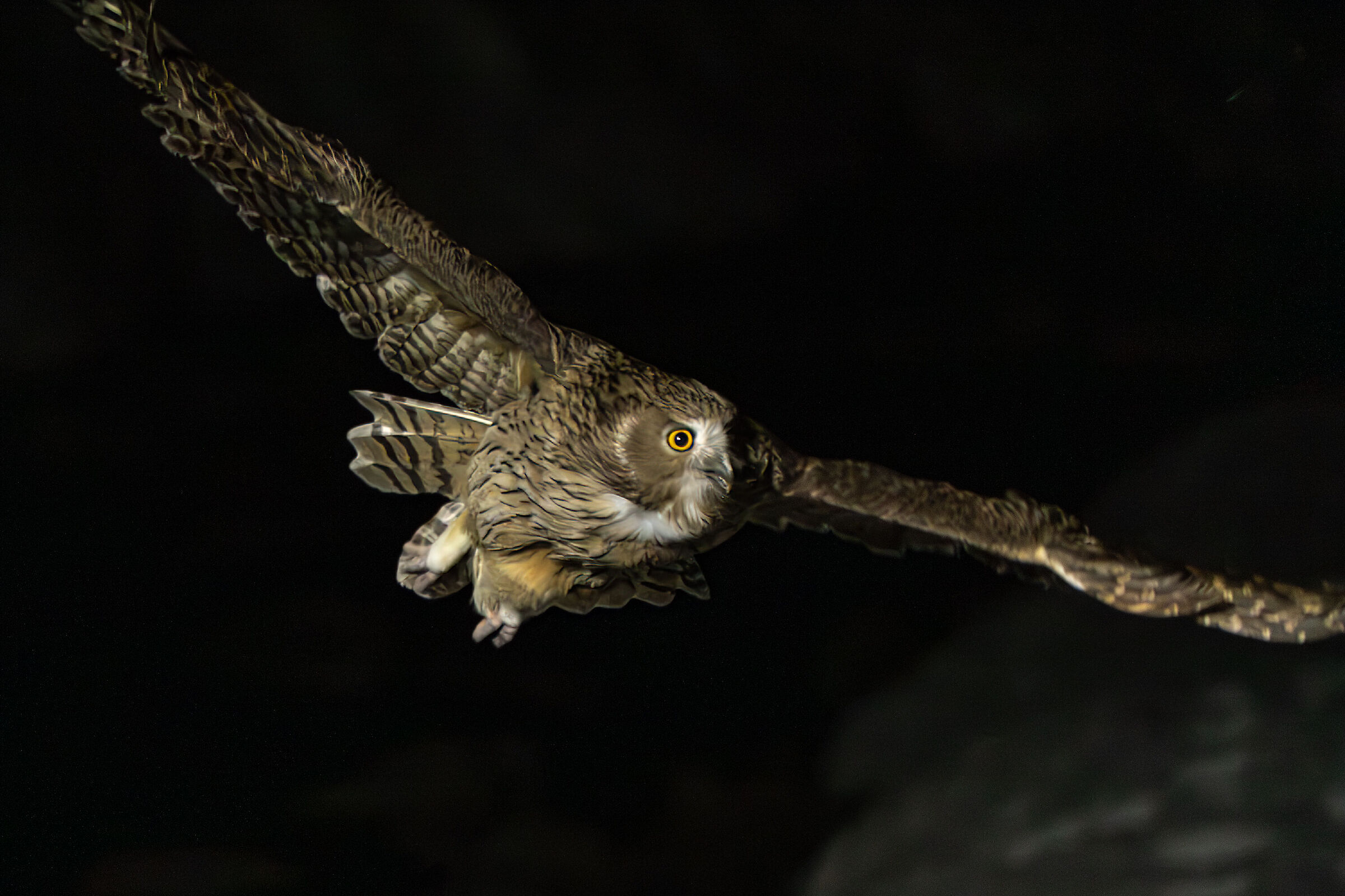 Blakiston Owl in Flight