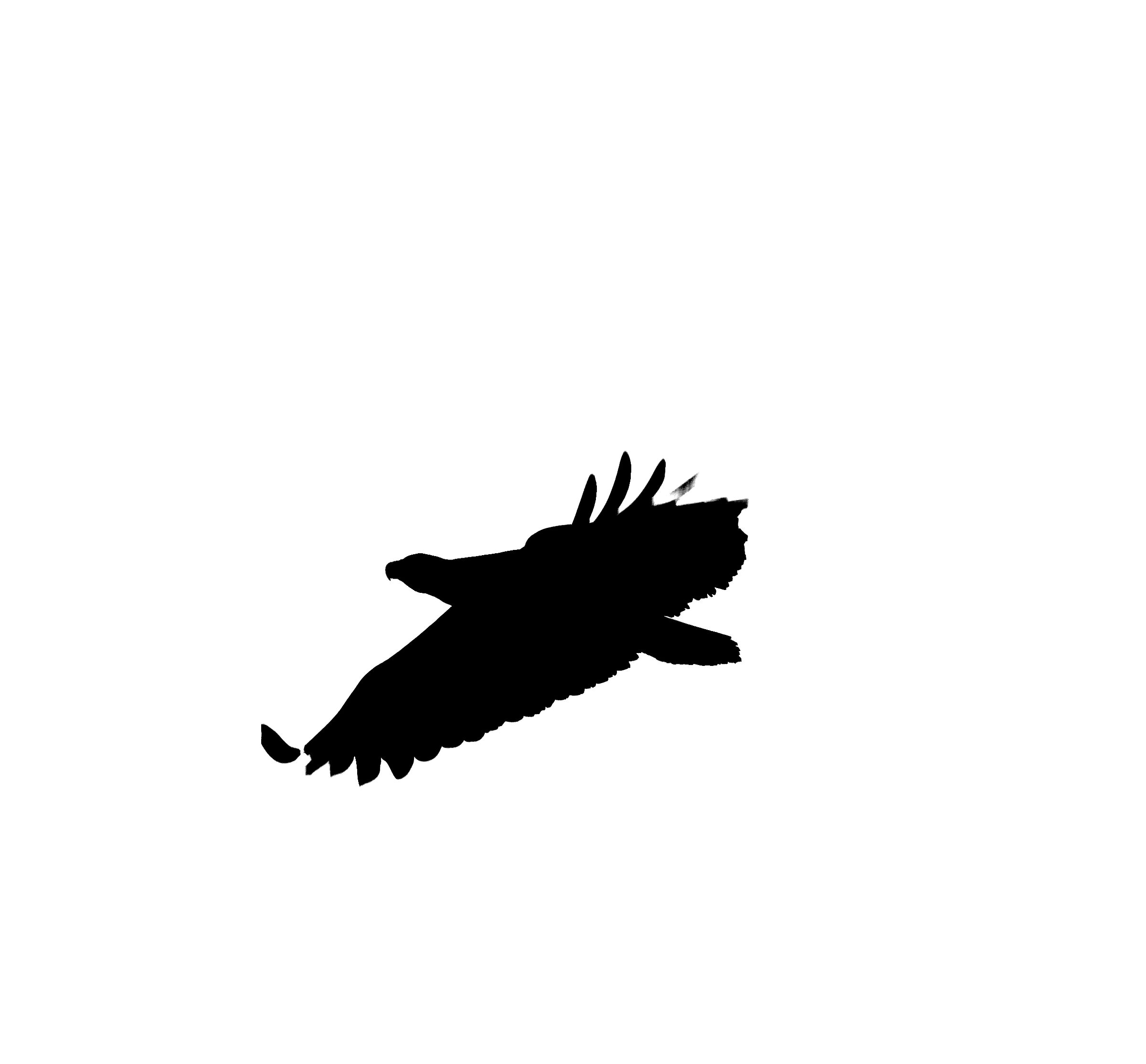prova uccello