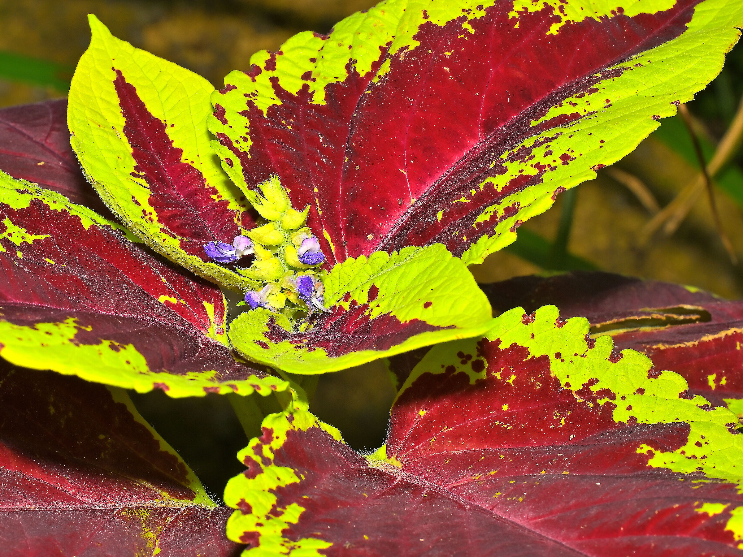 Coleus