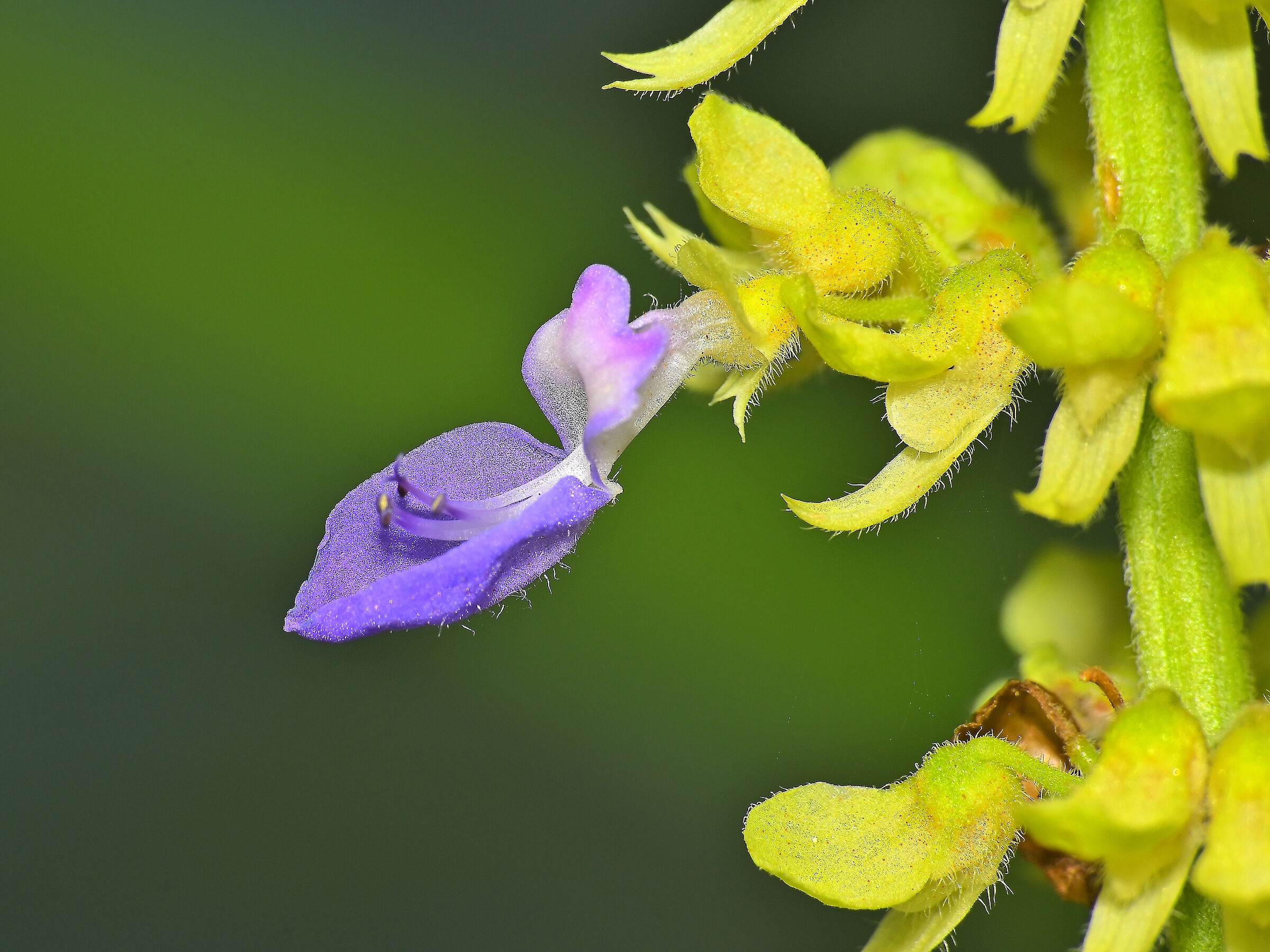Coleus forskohlii