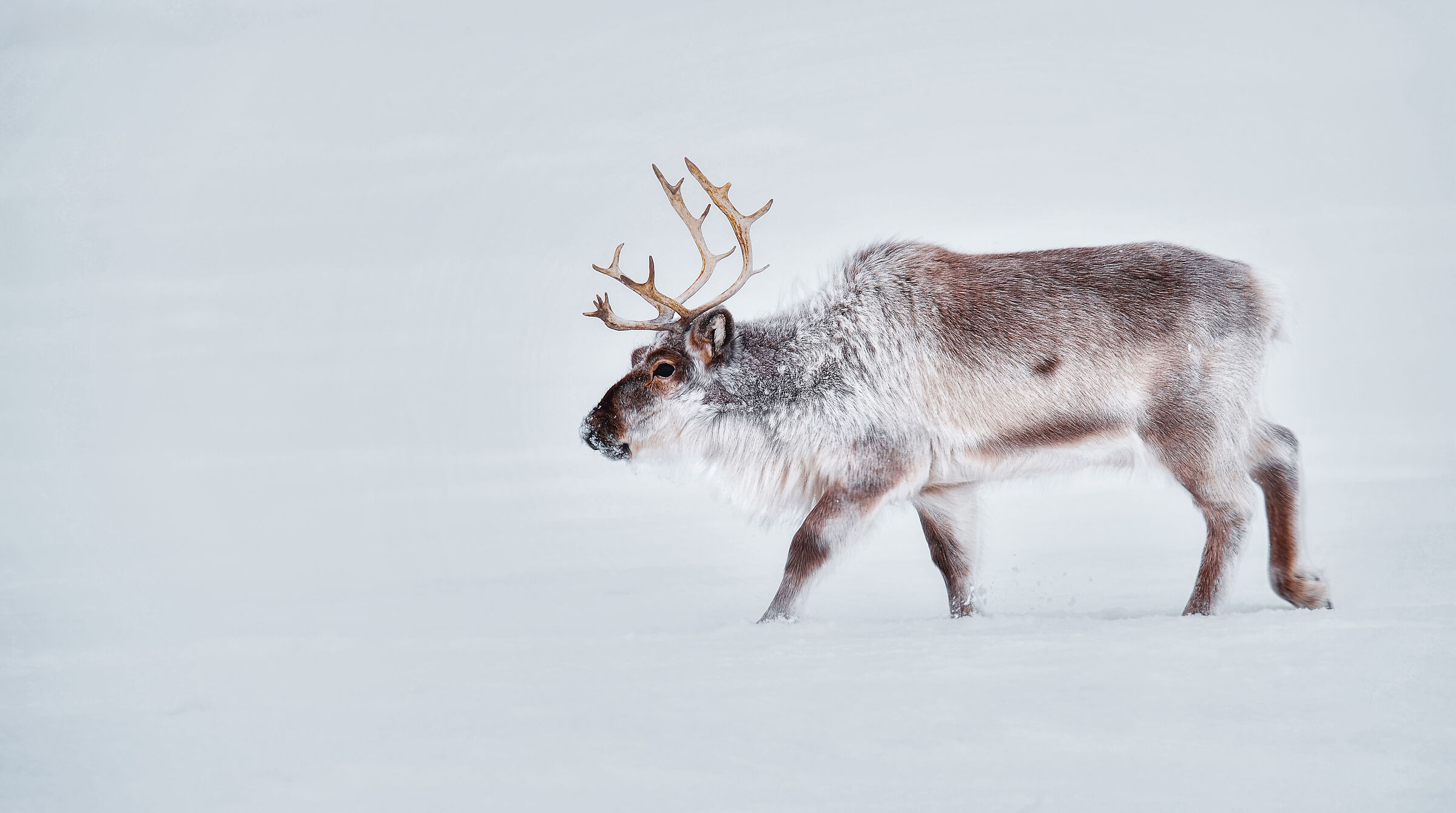 Normal inhabitant of the Svalbard islands...