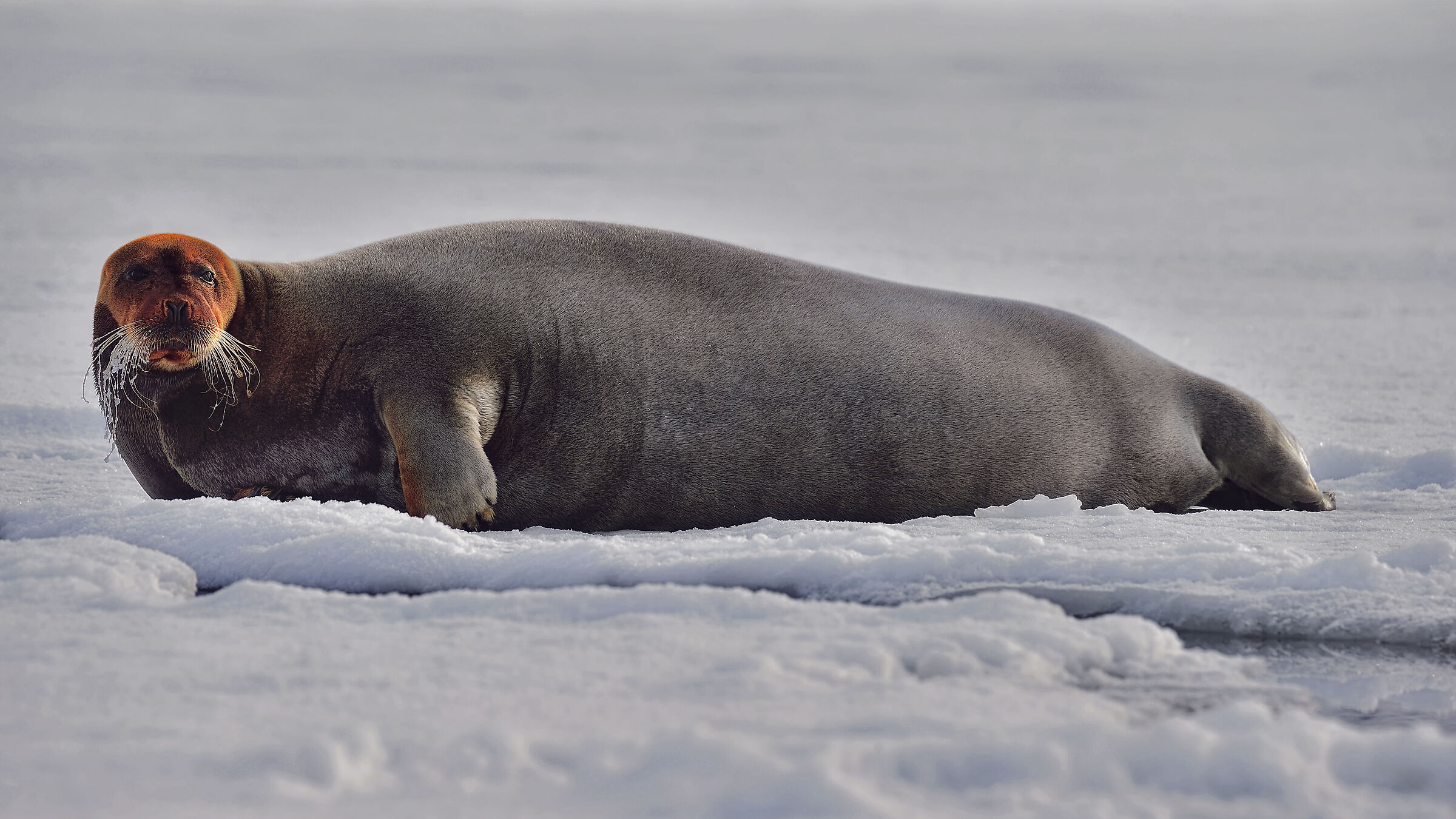 More than normal in Svalbard....