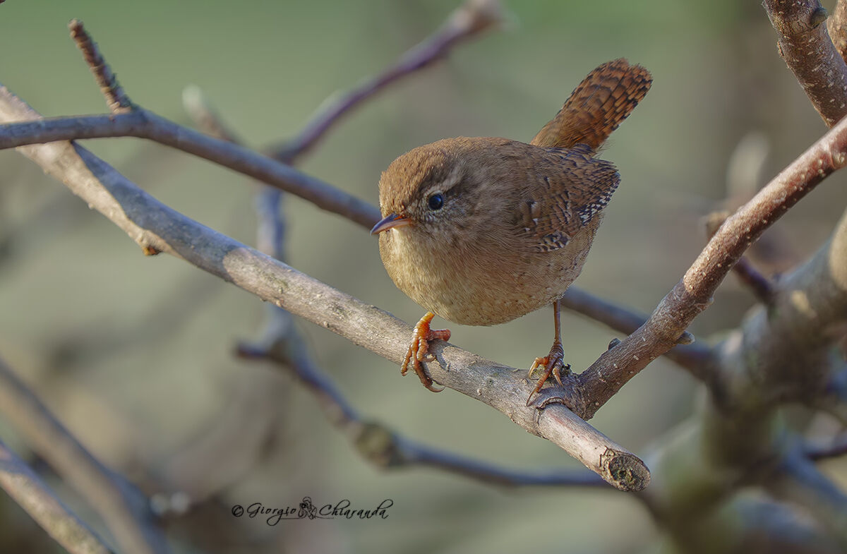 Scricciolo comune (Troglodytes troglodytes)