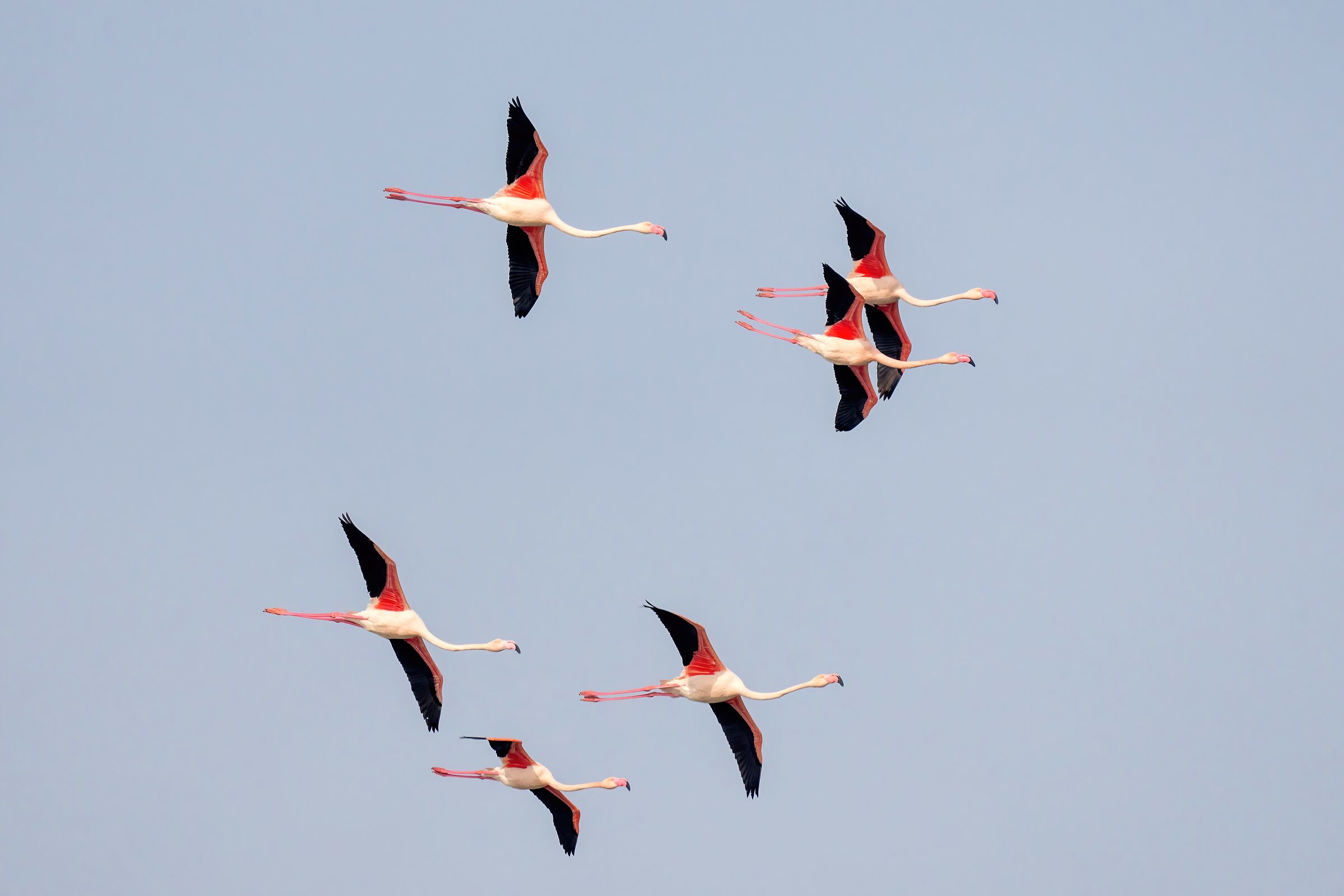 Pink flamingos (Phoenicopterus roseus)