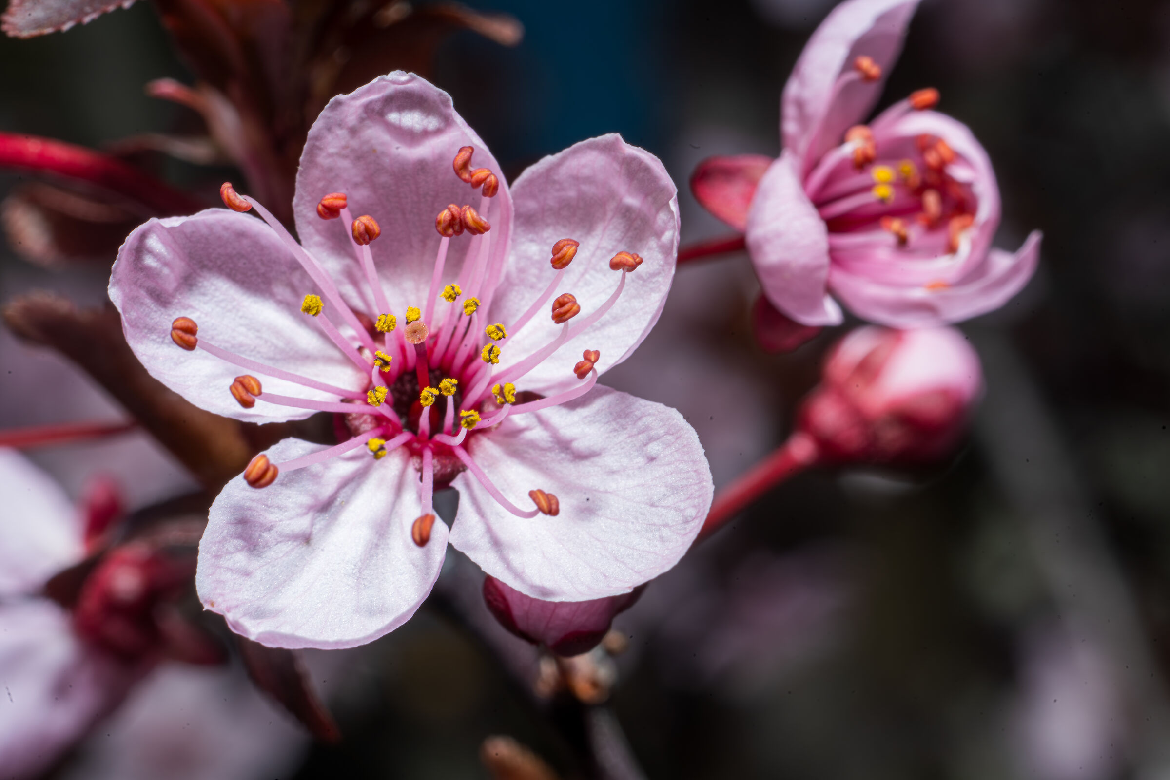 Prunus flower