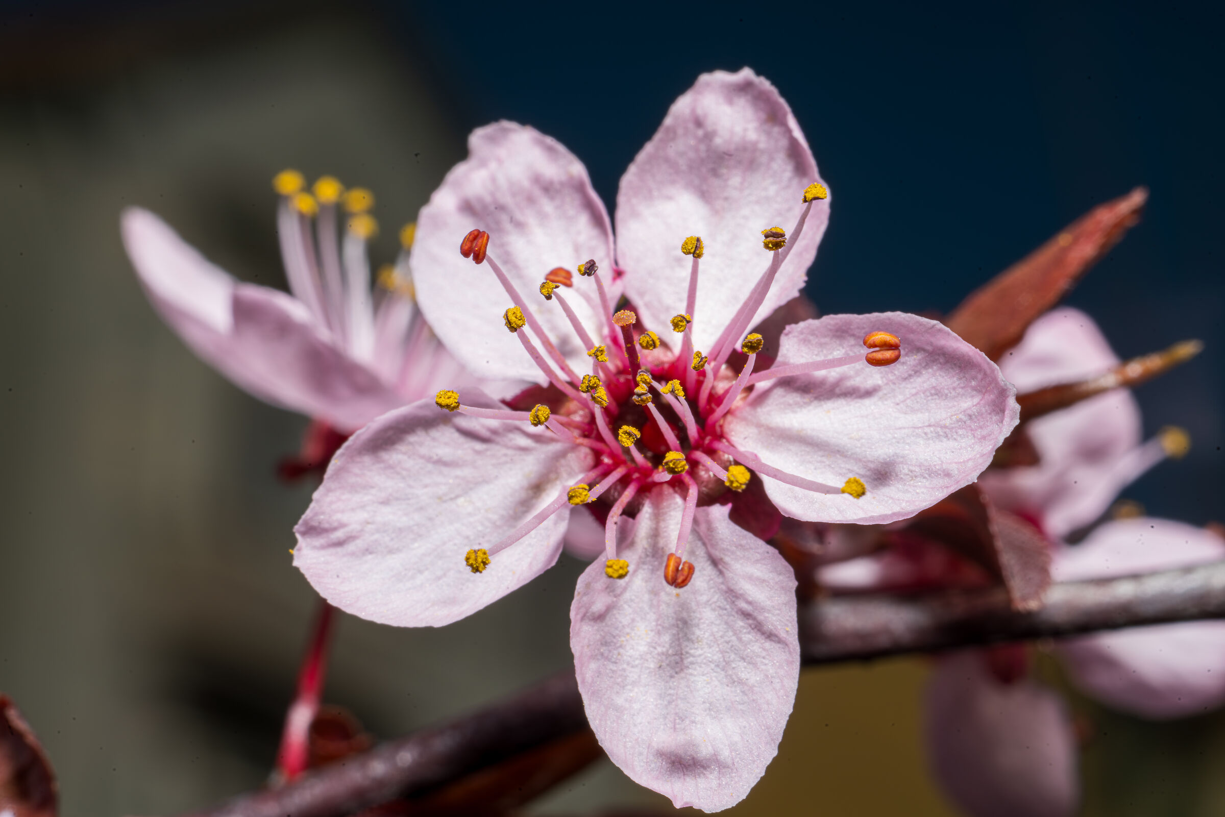 Prunus Flower 2