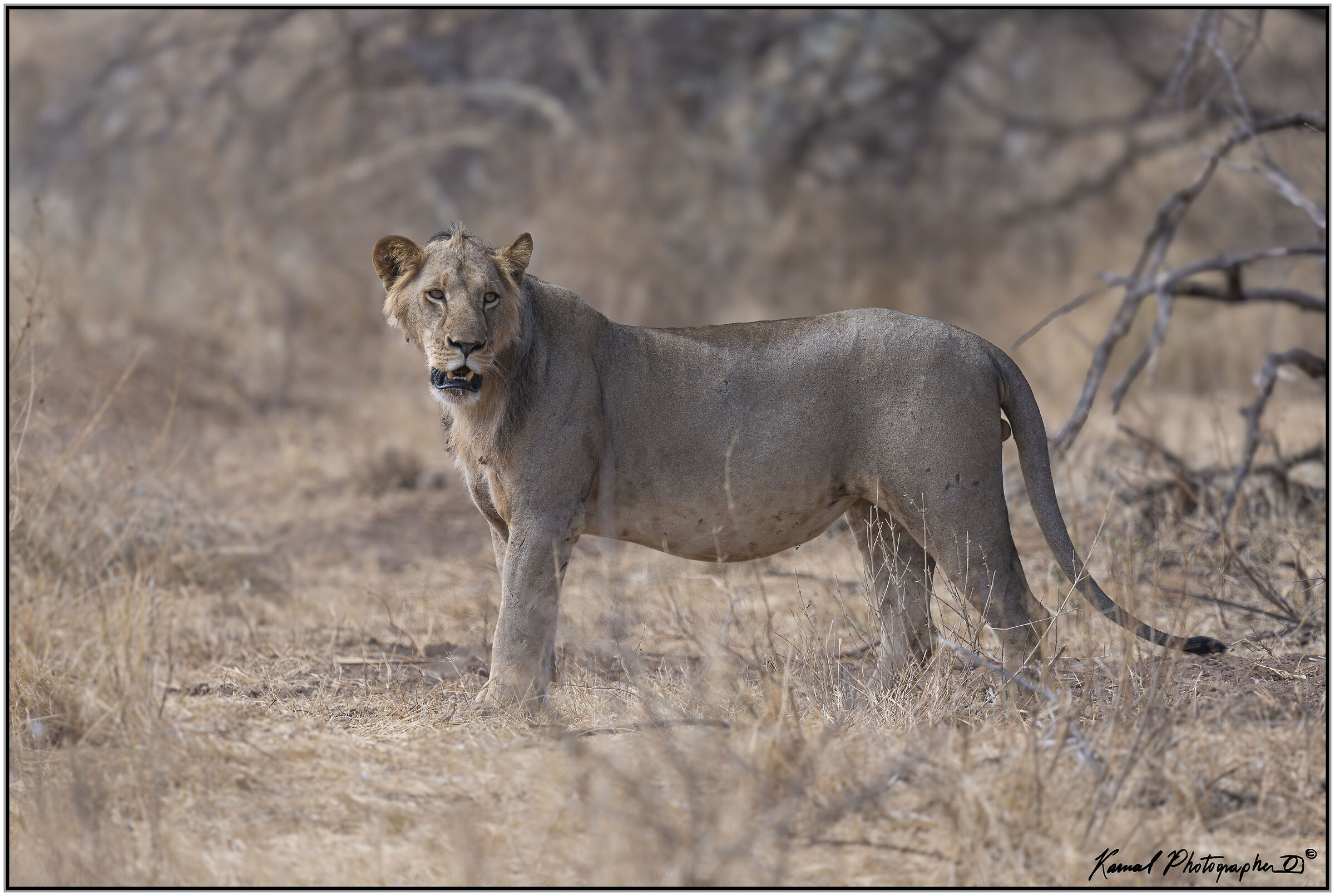 Leone(Panthera leo)