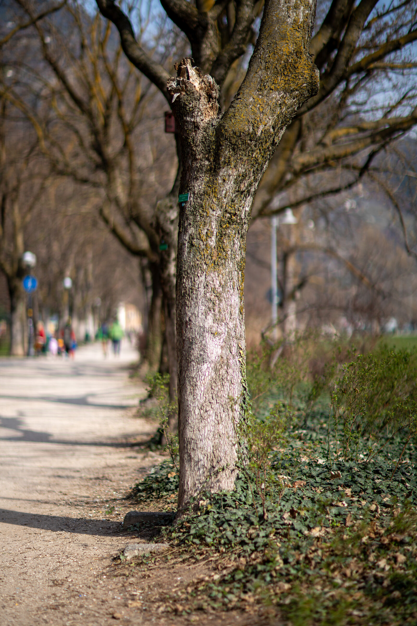 Wise tree