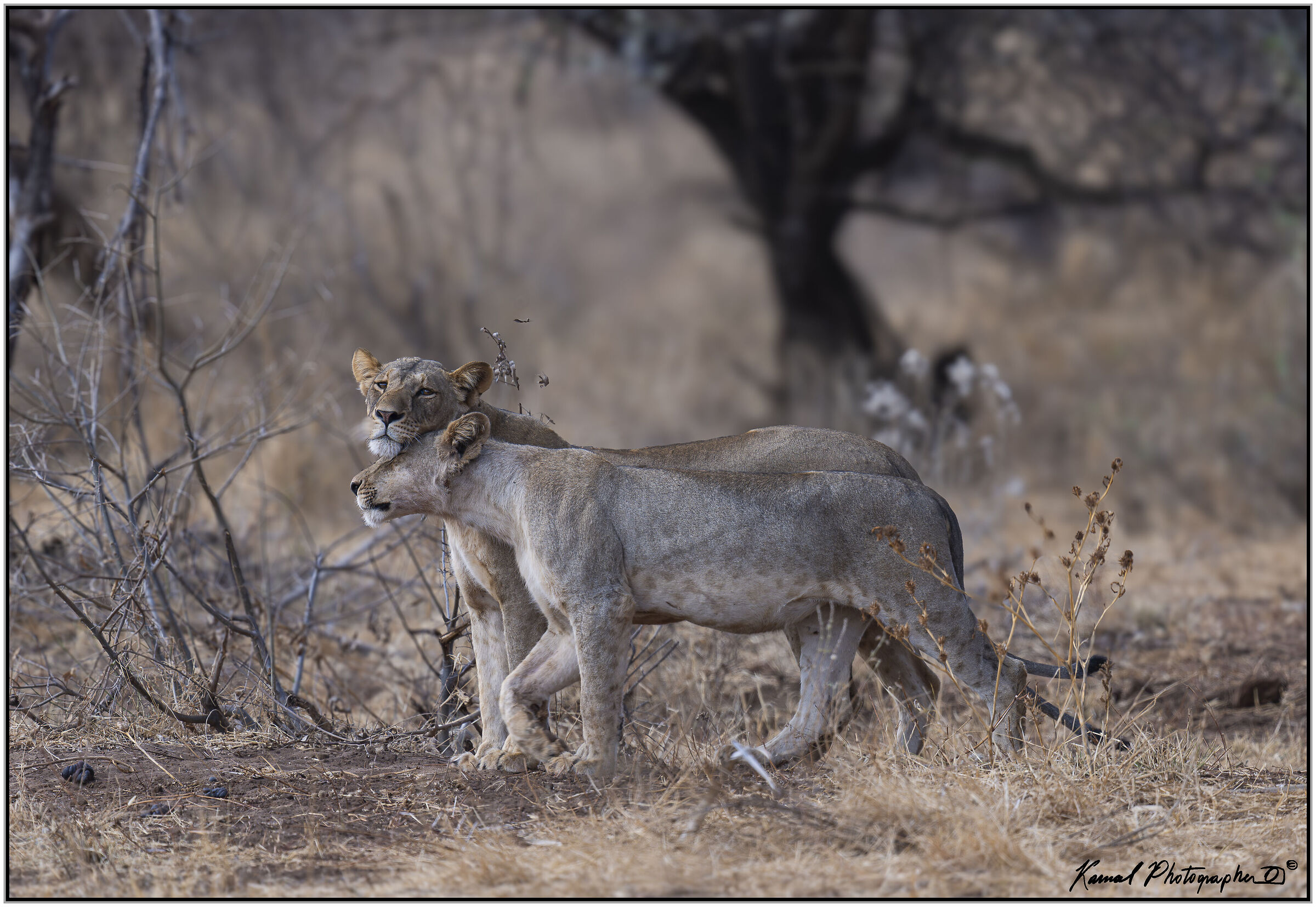 Leone(Panthera leo)
