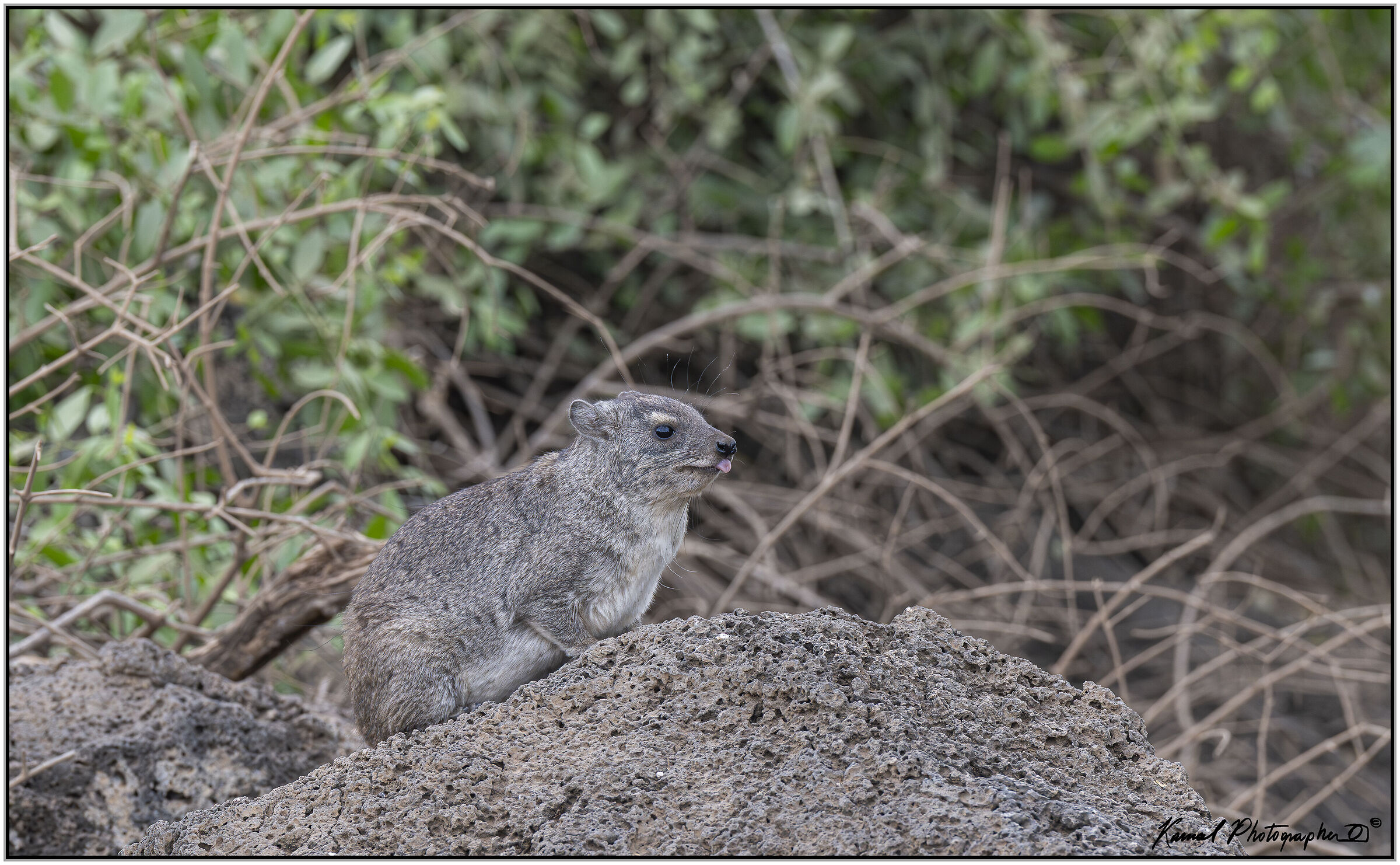 Rock cavia (Procavia capensis)