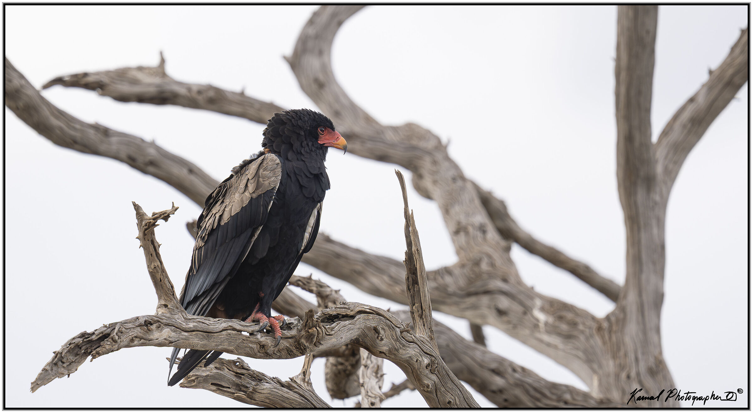 Juggling falcon (Terathopius ecaudatus)