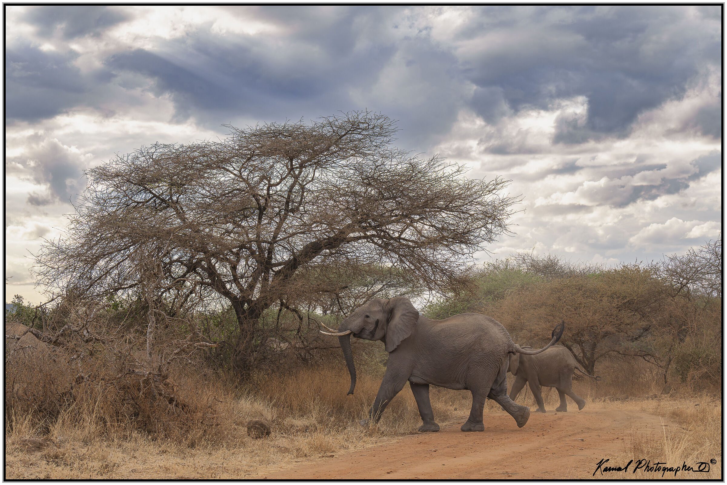 Elefante africano di savana (Loxodonta africana)