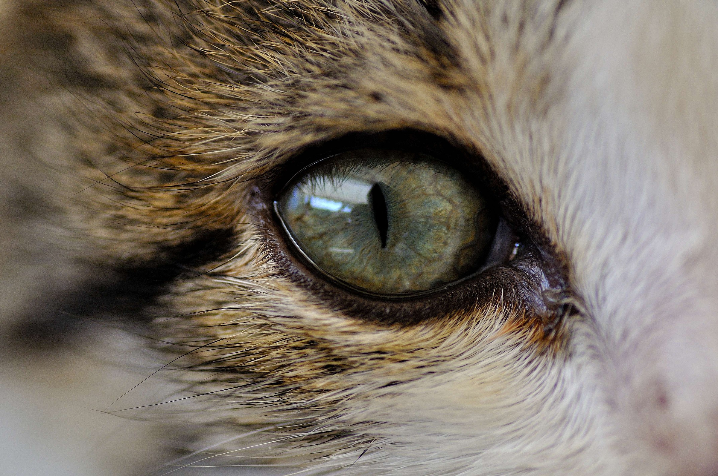 Primo esperimento macro