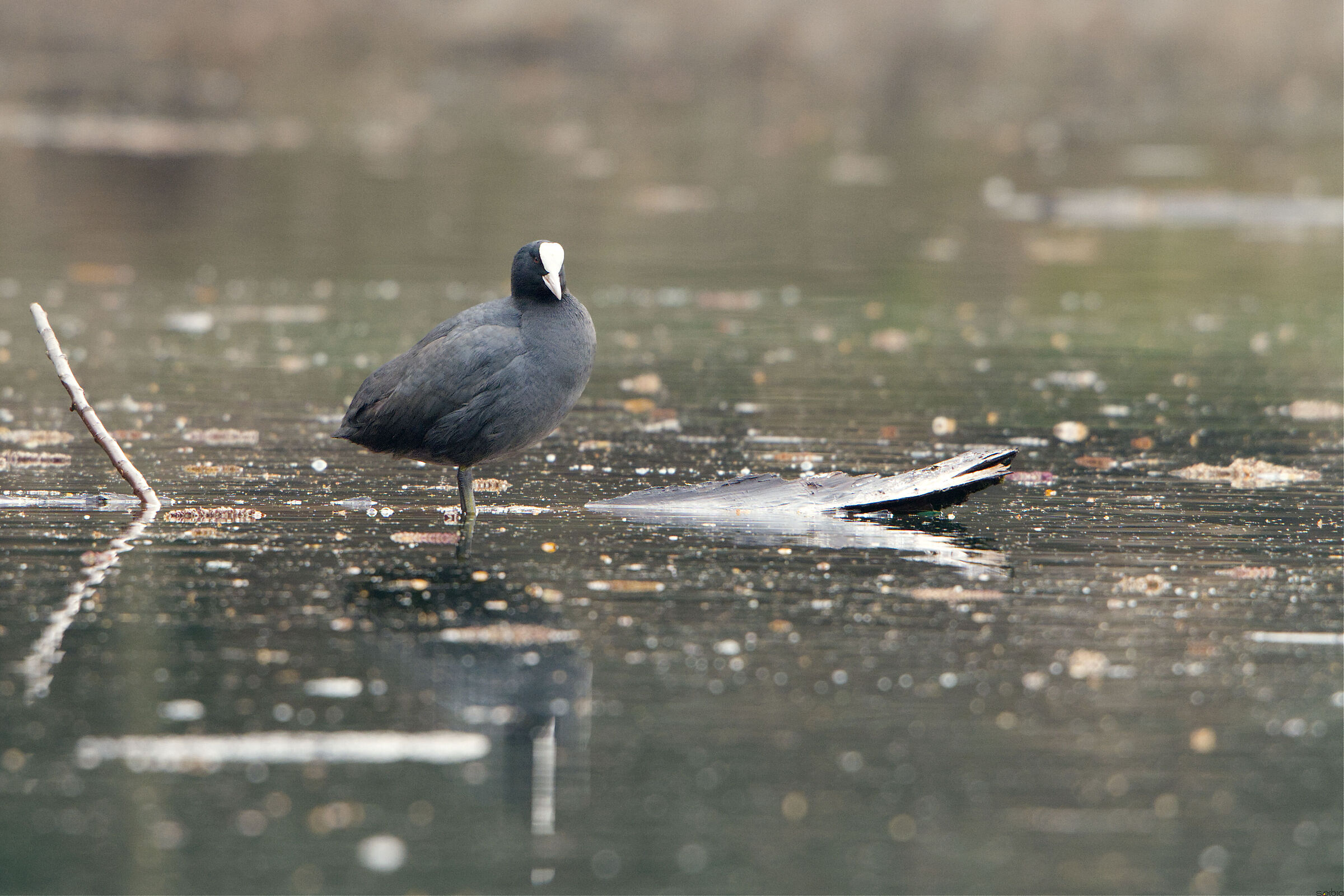 Folaga sullo specchio dell'acqua