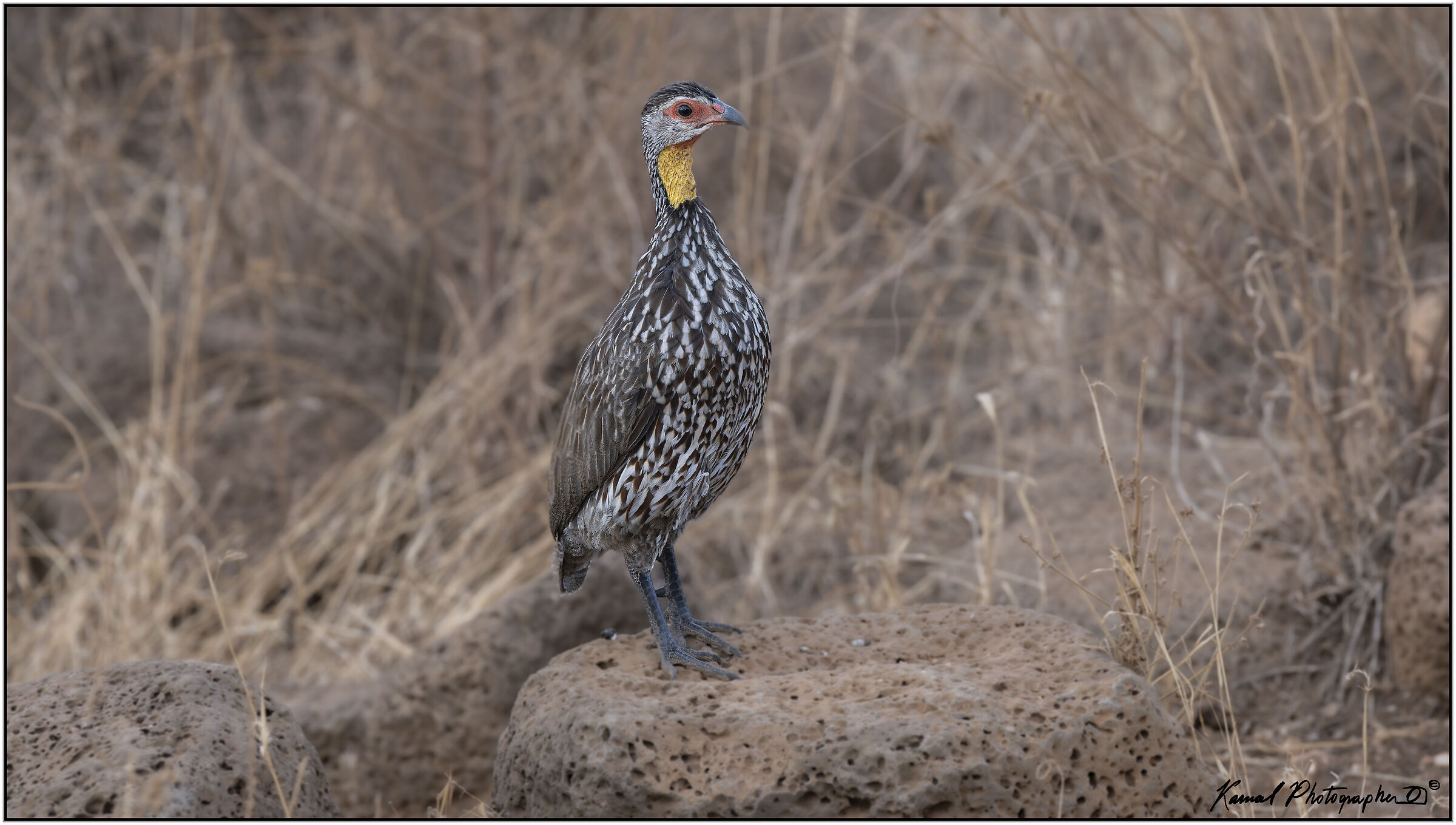 Yellow-throated Francolin (Pternistis leucoscepus)