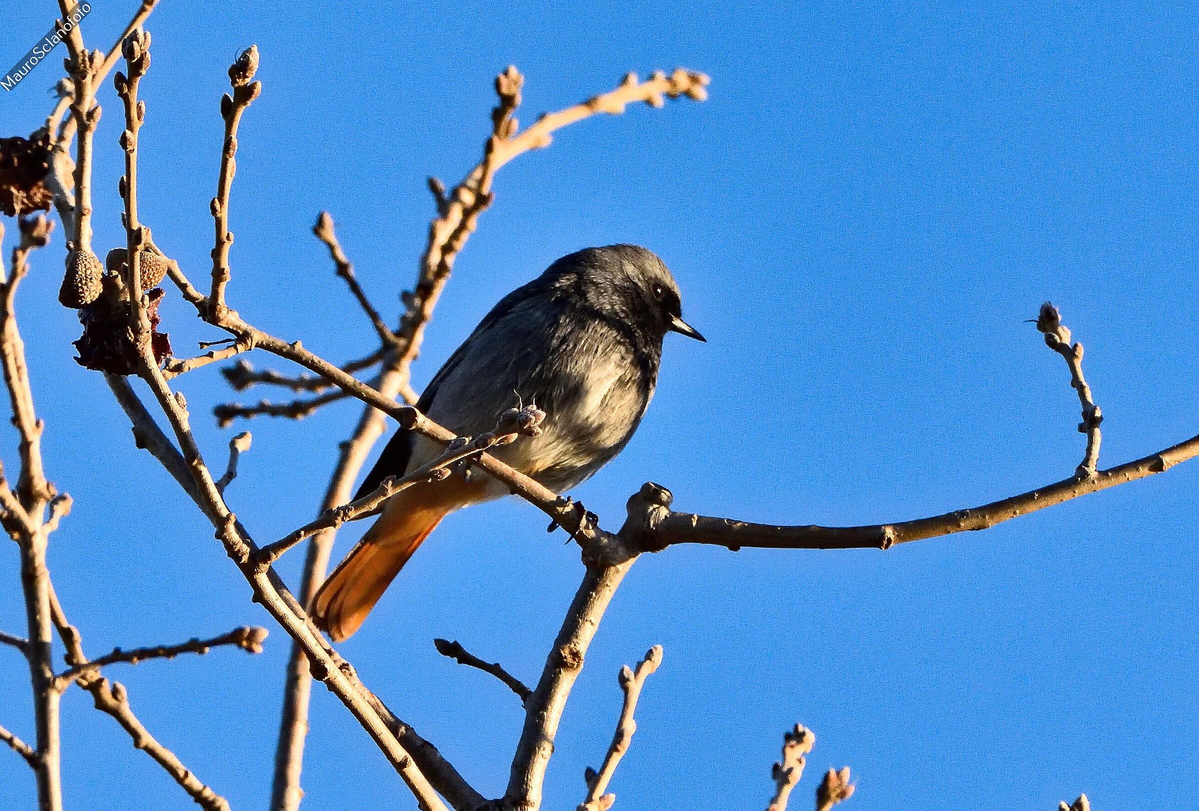 Codirosso spazzacamino