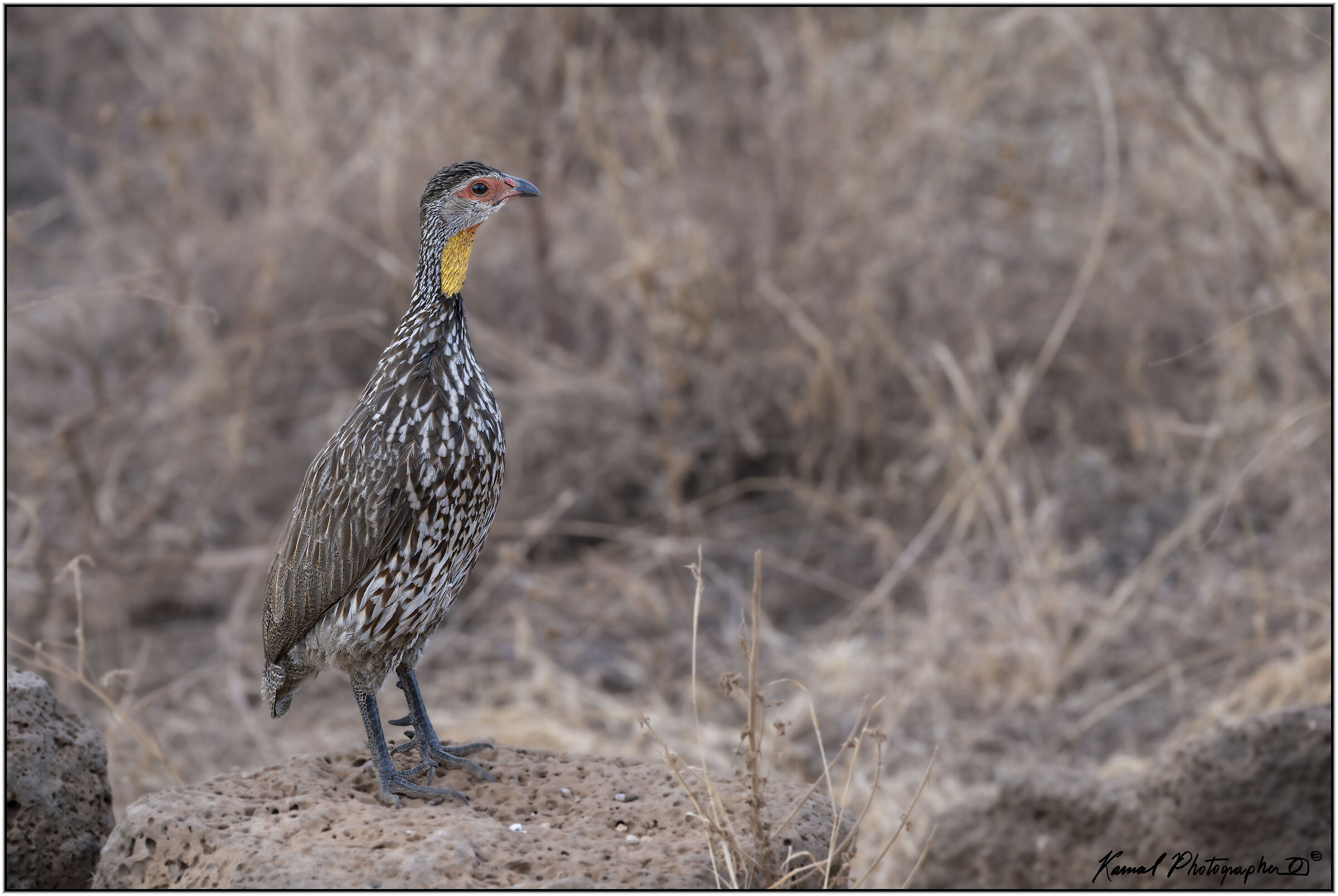 Yellow-throated Francolin (Pternistis leucoscepus)