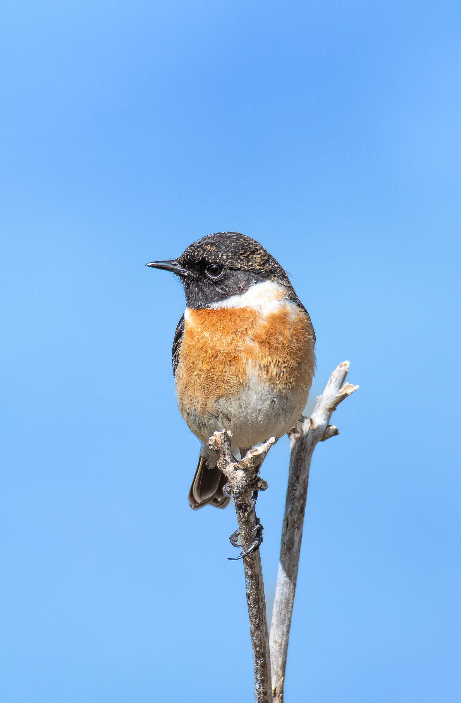 Stonechatter (Saxicola torquatus)