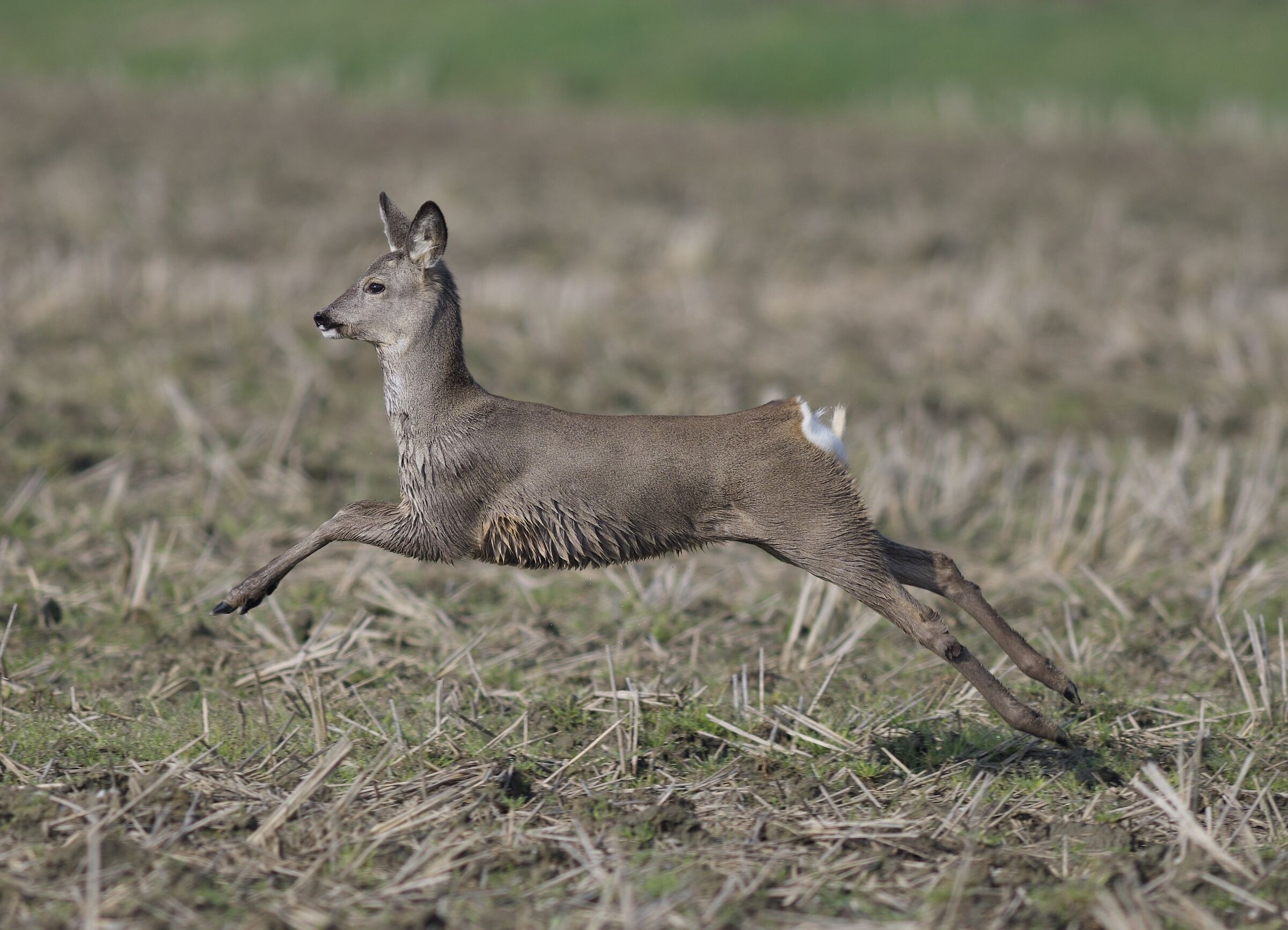 Capriolo appena uscito dal guado.