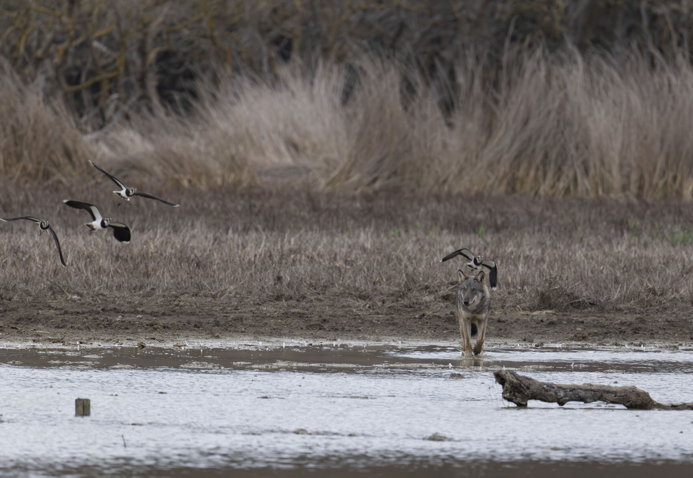 Wolf and lapwings
