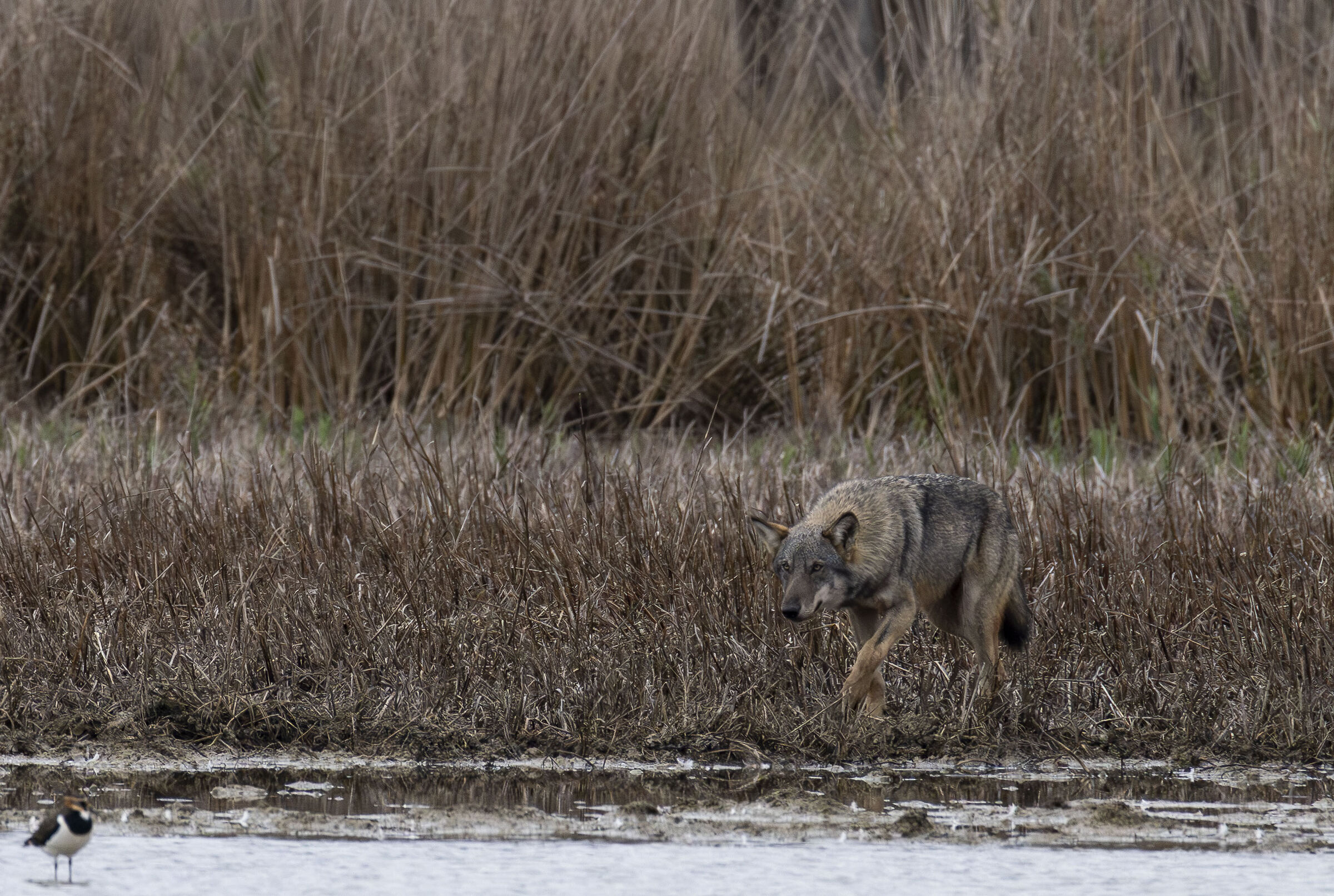 Wolf on the hunt