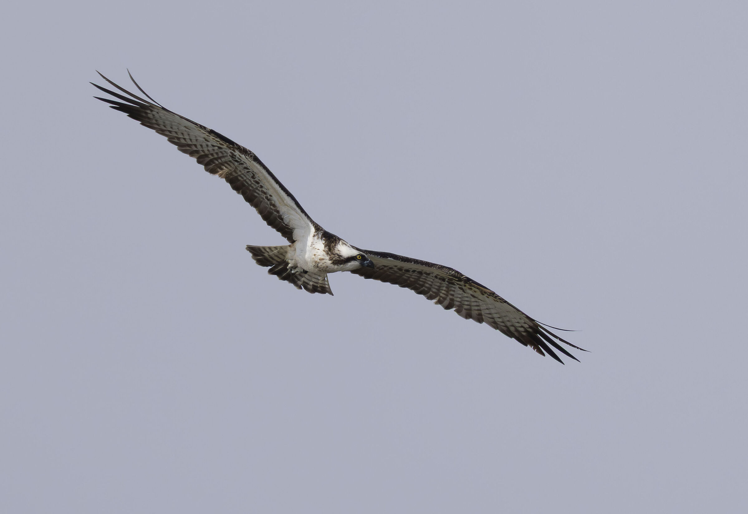 osprey