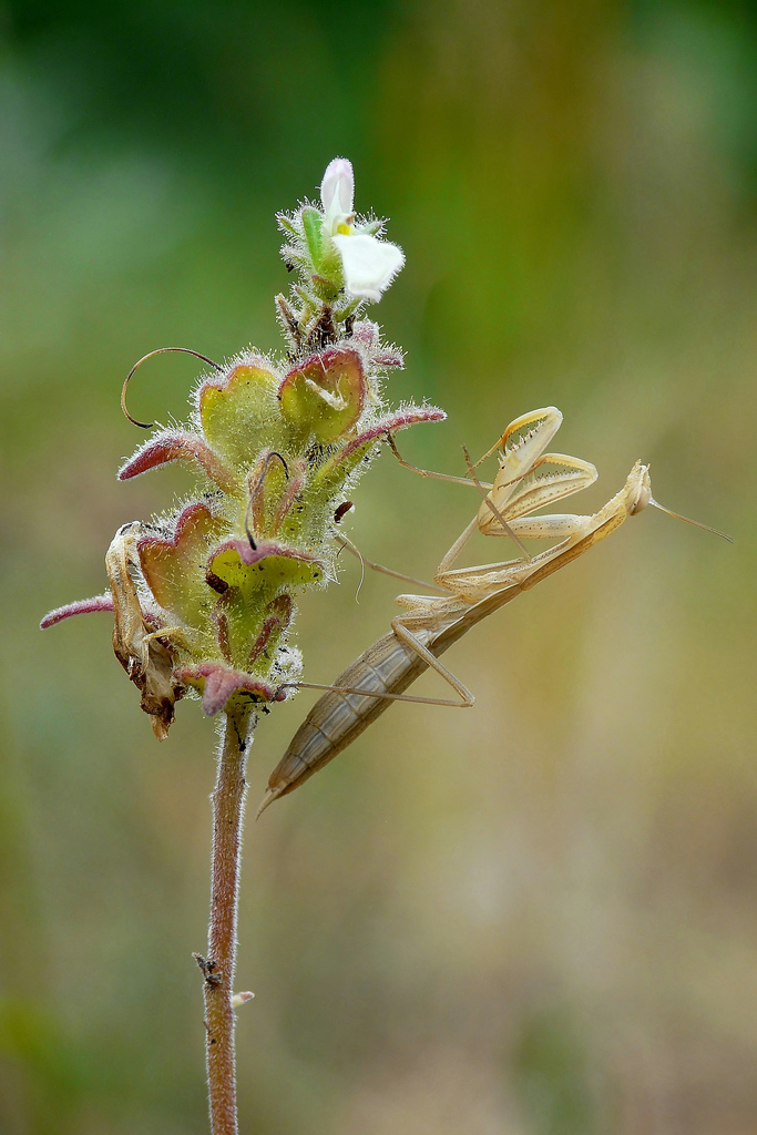 After the rain ...............