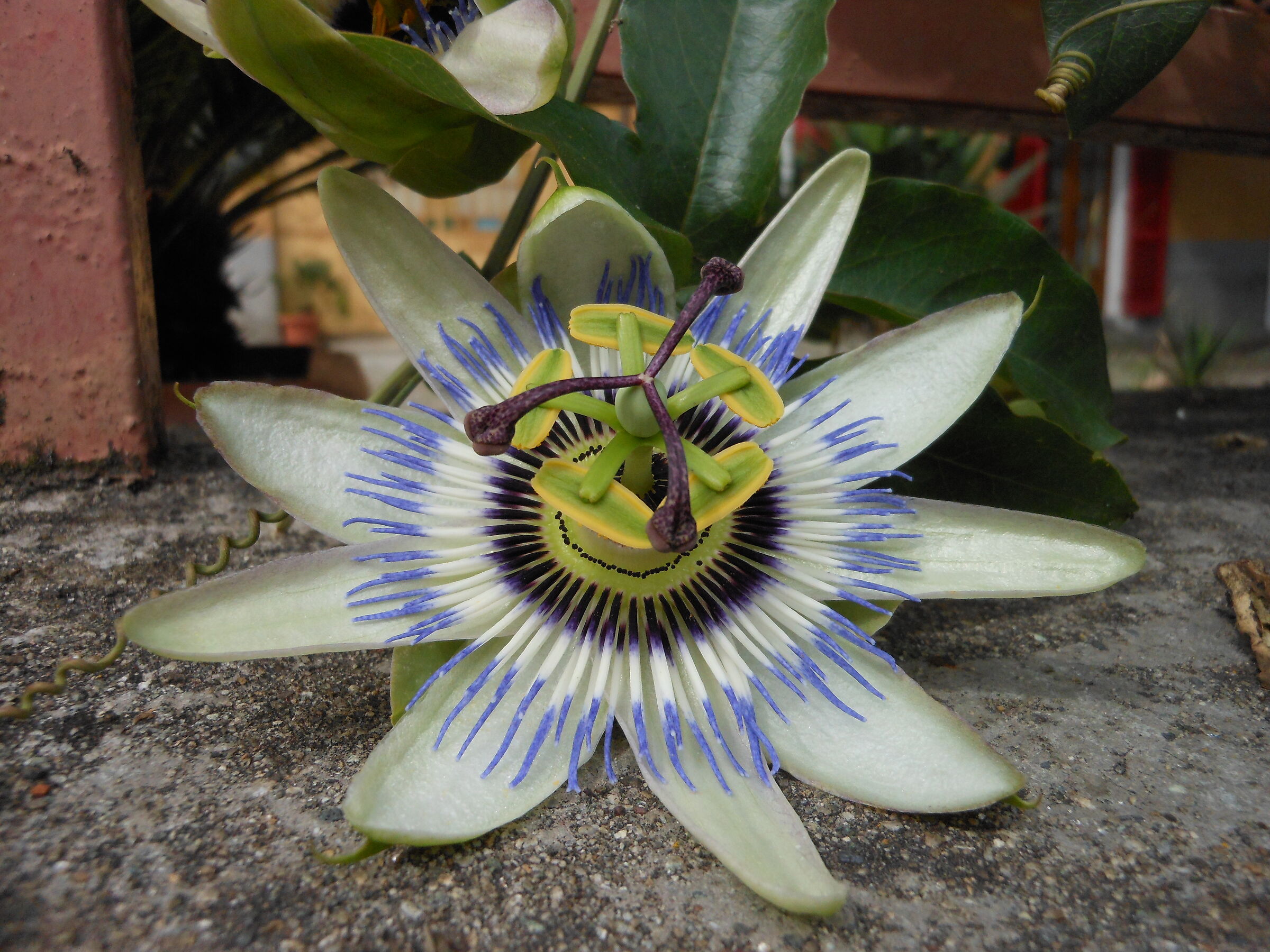 Beautiful but I don't know what flower it is