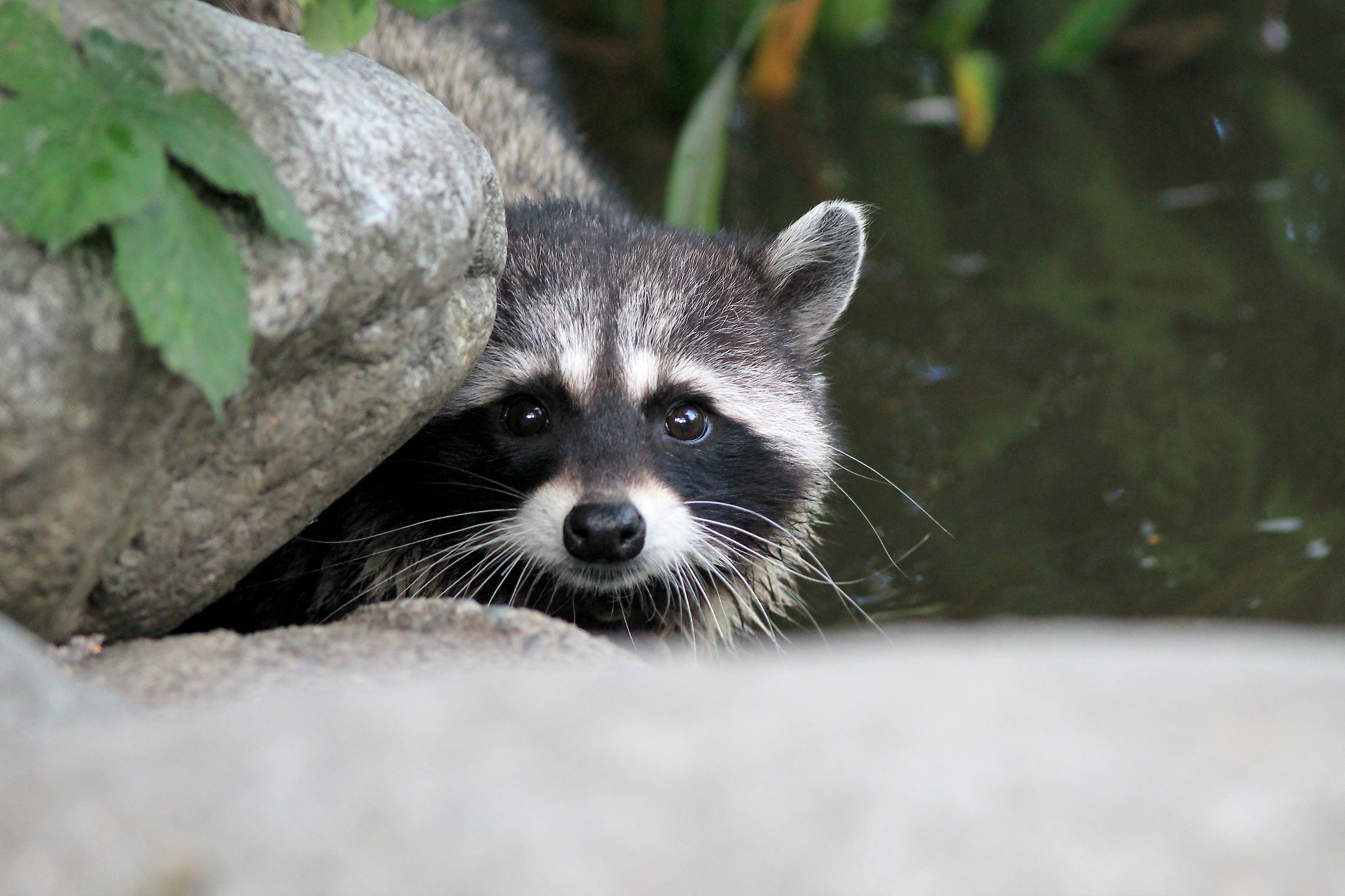 Raccoon
