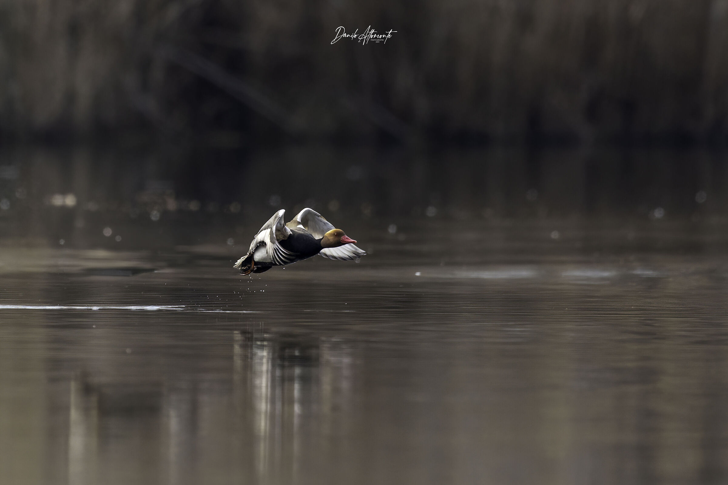 Pochard