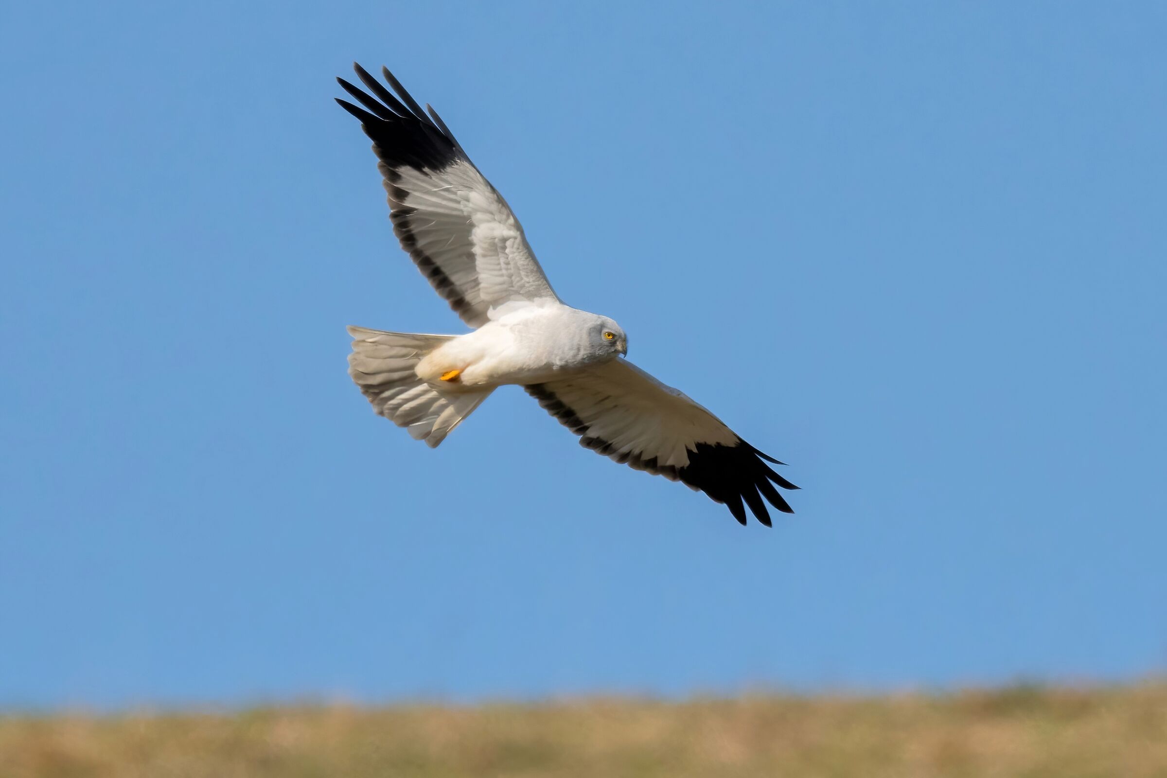 Hen Harrier (Circus cyaneus) m