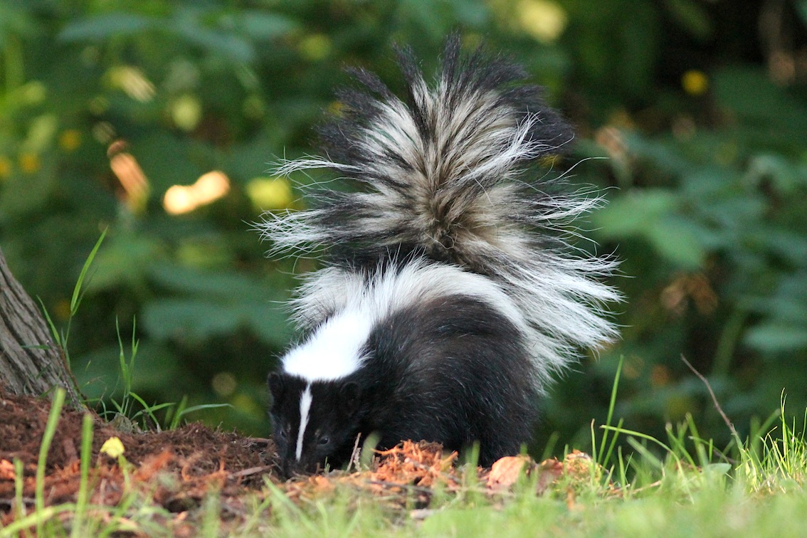 Striped Skunk