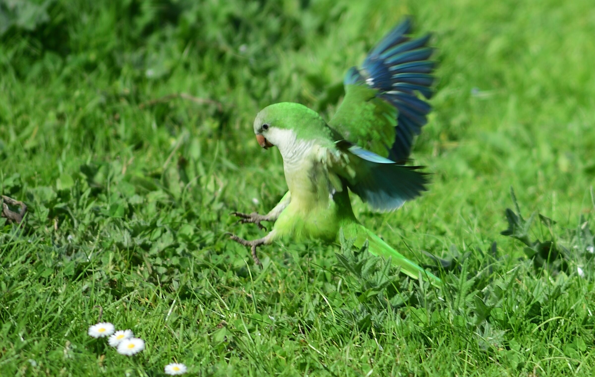 Parakeet