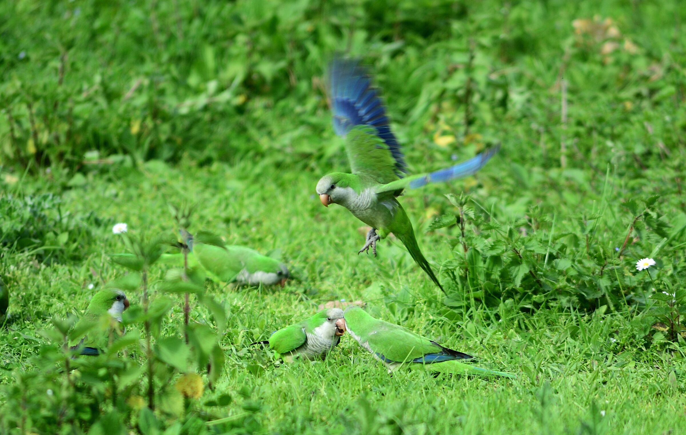 Parakeet