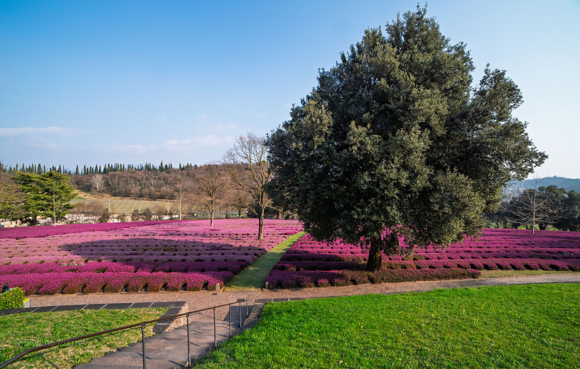 Fioritura dell' Erica
