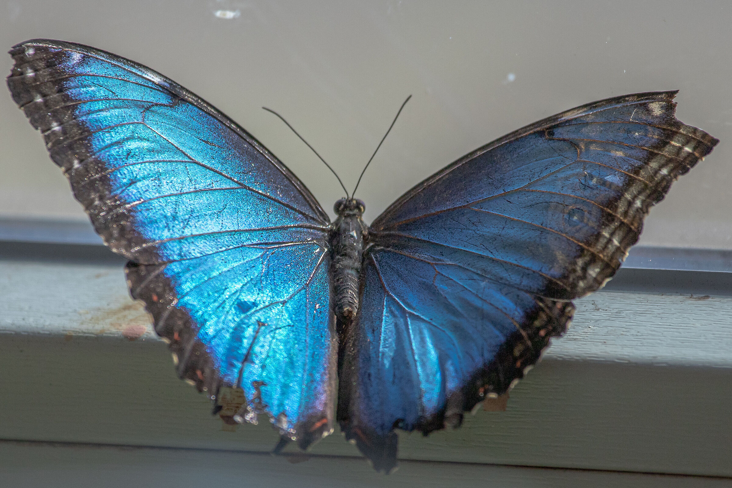 Morpho Peleides