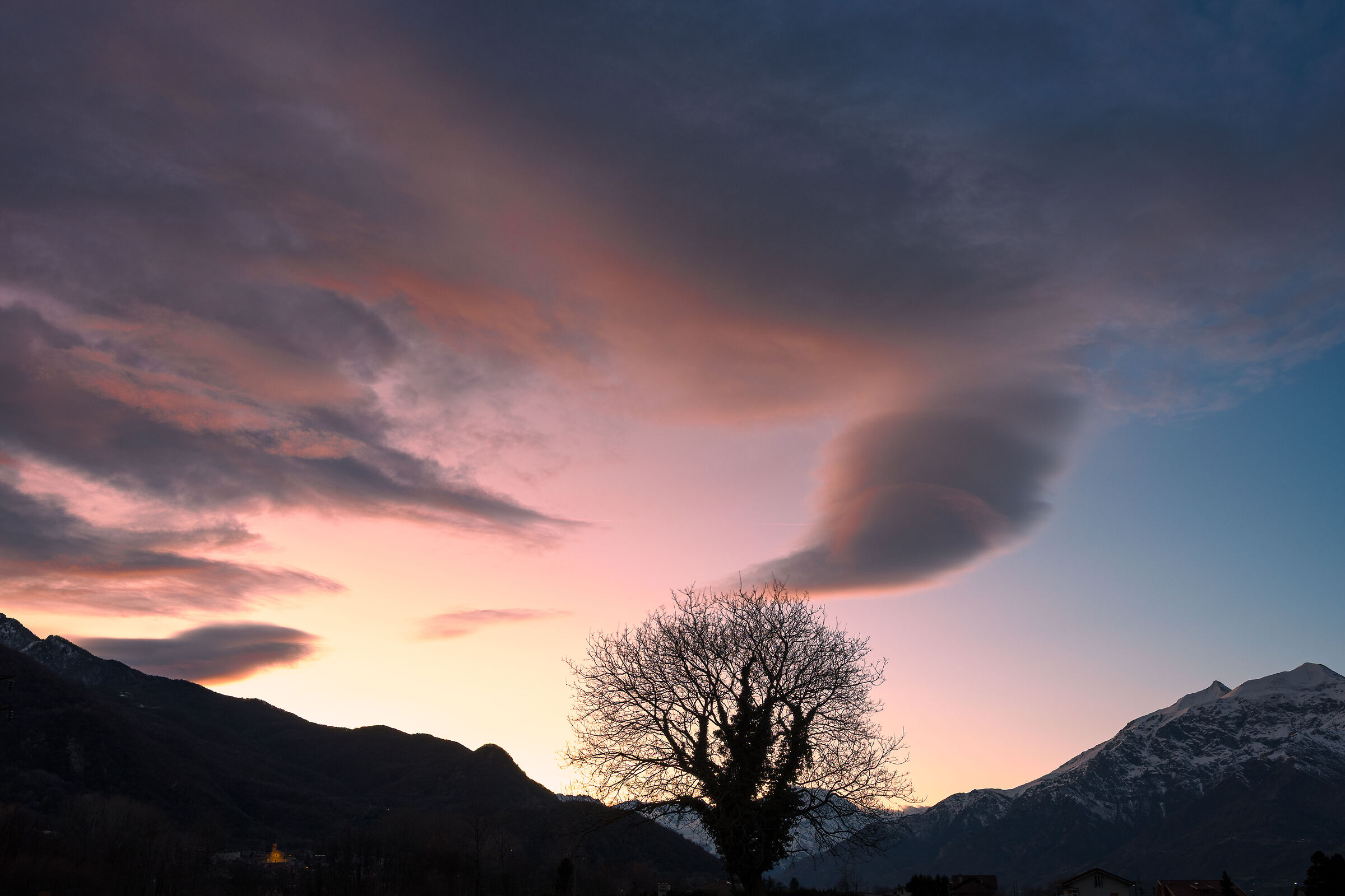 The tree in the sunset ...