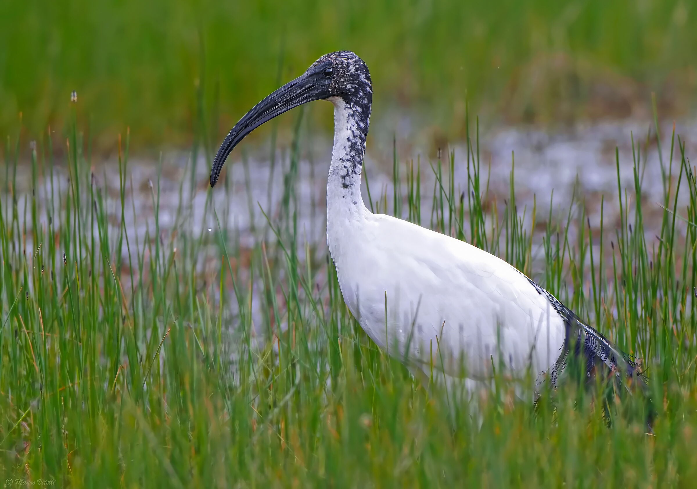Ibis sacro ( Threskiornis aethiopicus)