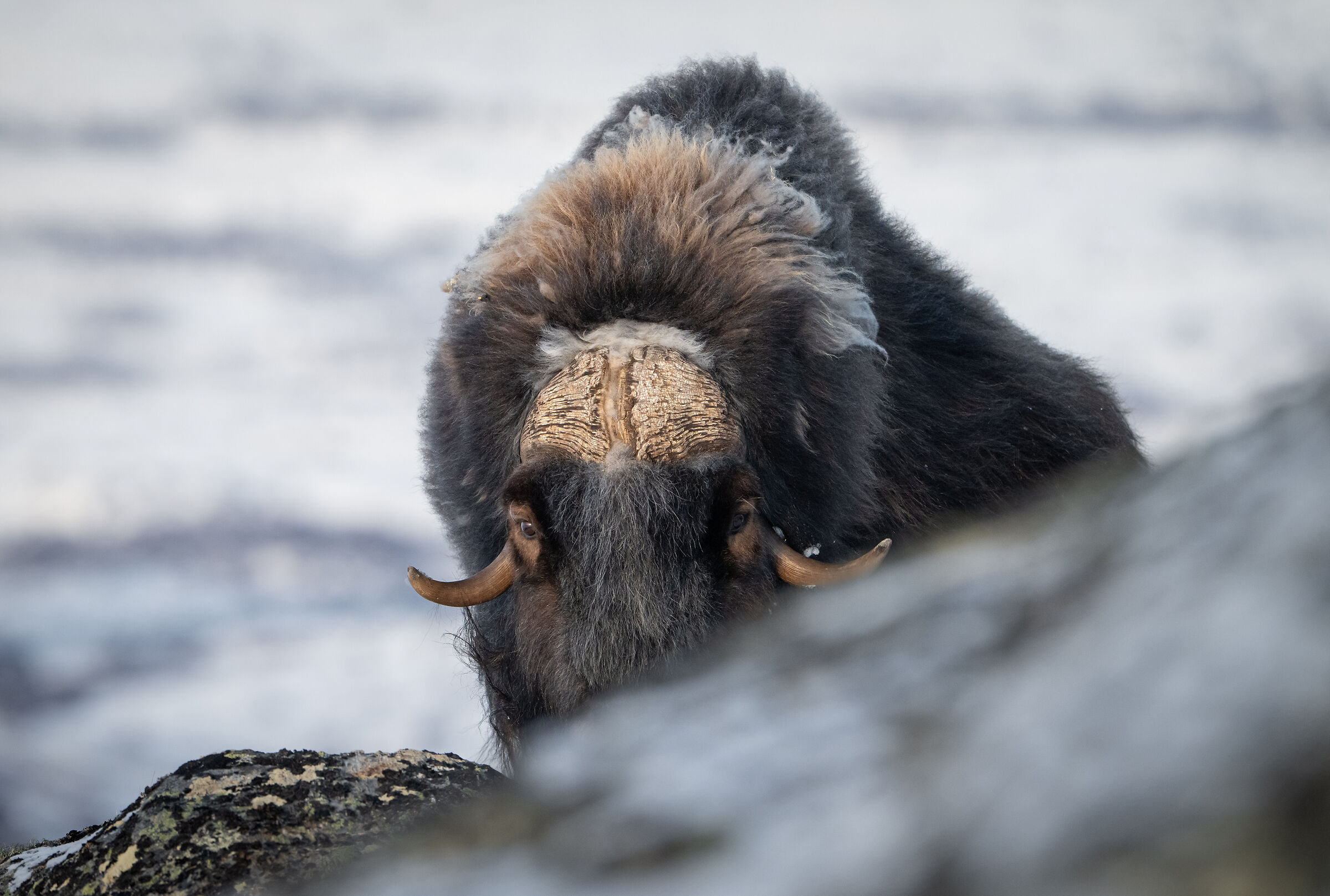 Musk Ox